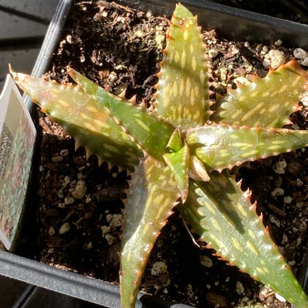 Photo of the plant species Aloe Jucunda by @SubAlp named (Aloe juc.) Juke on Greg, the plant care app
