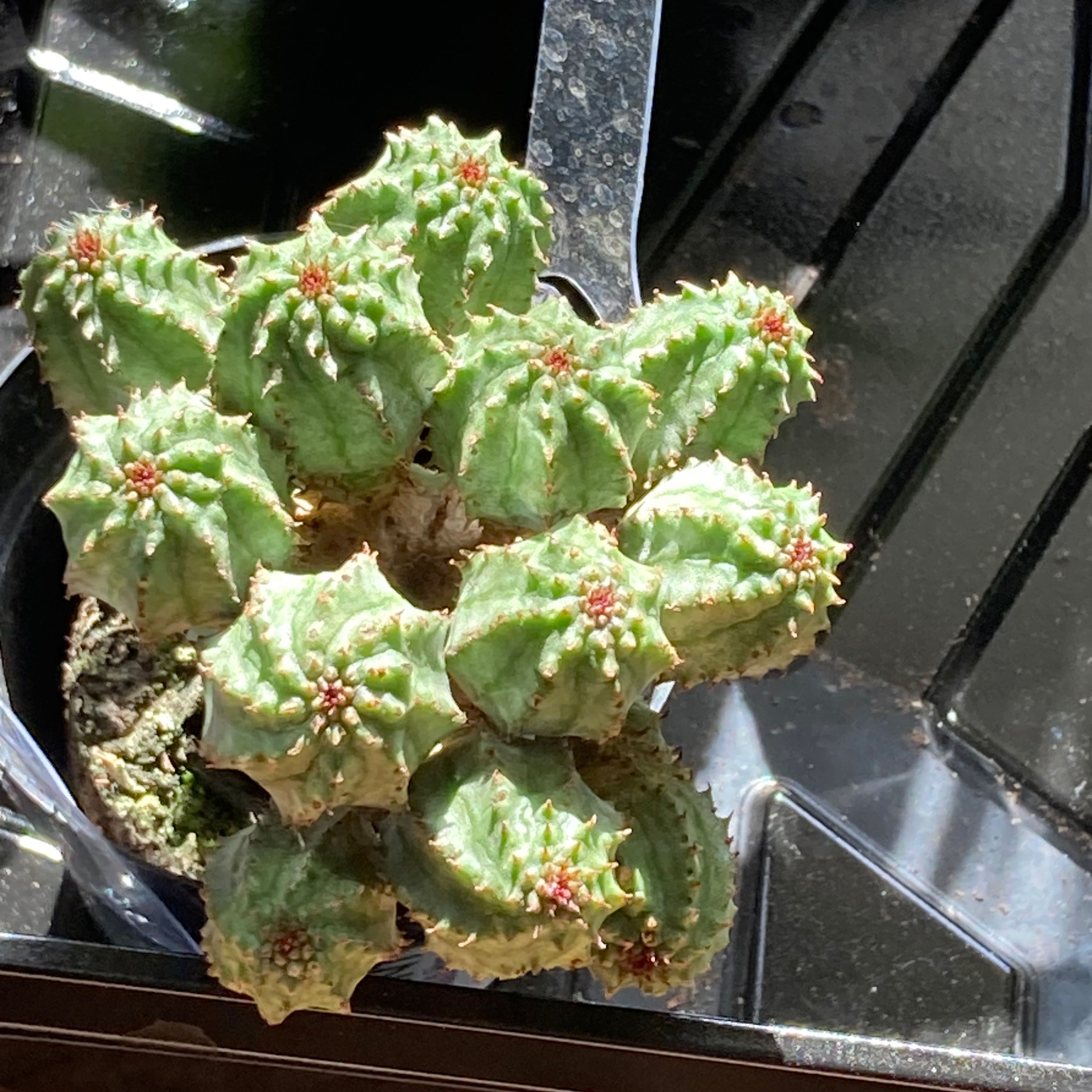 Photo of the plant species False Globose Spurge by @SubAlp named (Euphorbia pse.) Lipse on Greg, the plant care app