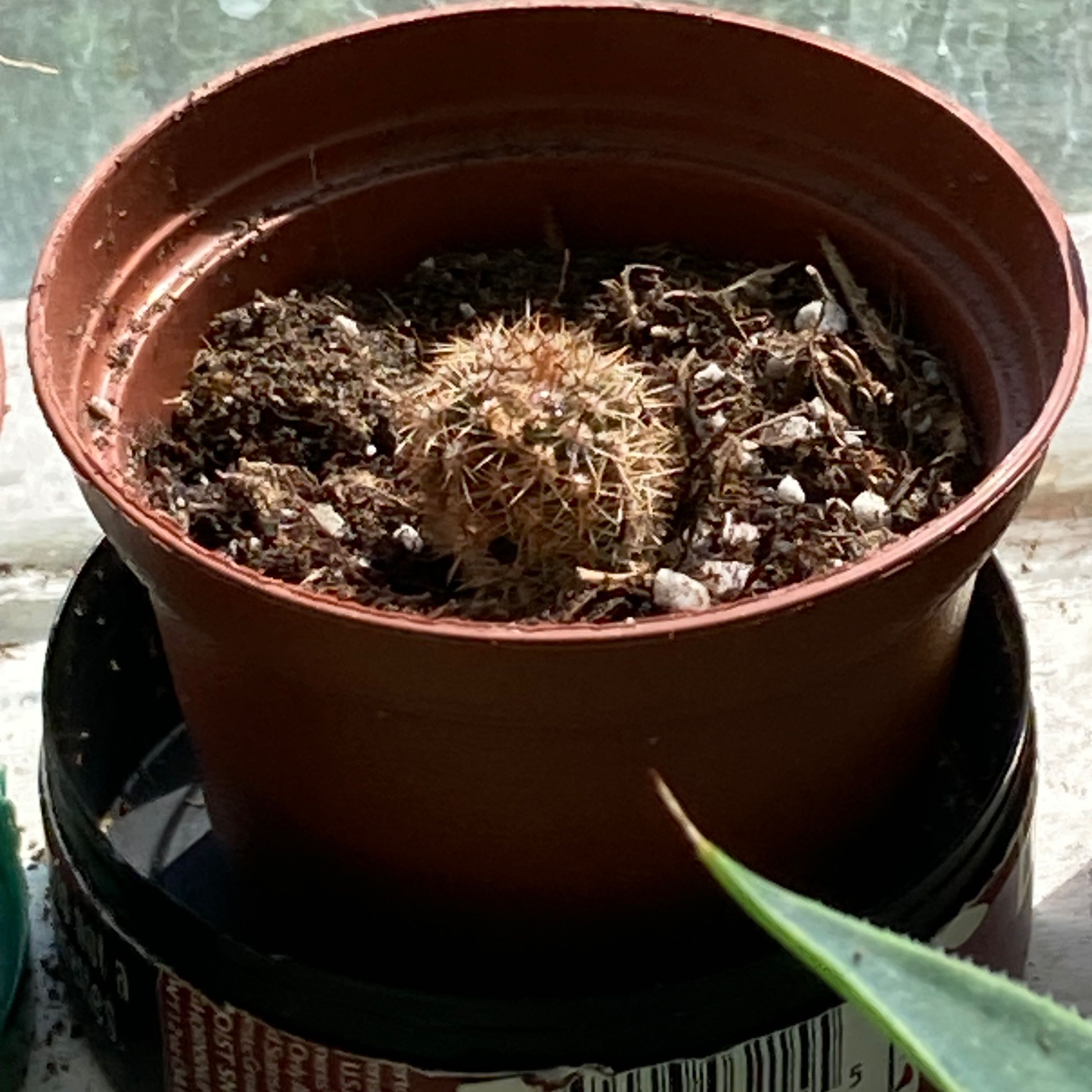 Photo of the plant species Argentine Saguaro by @SubAlp named (Echinopsis ter.) Lionel on Greg, the plant care app
