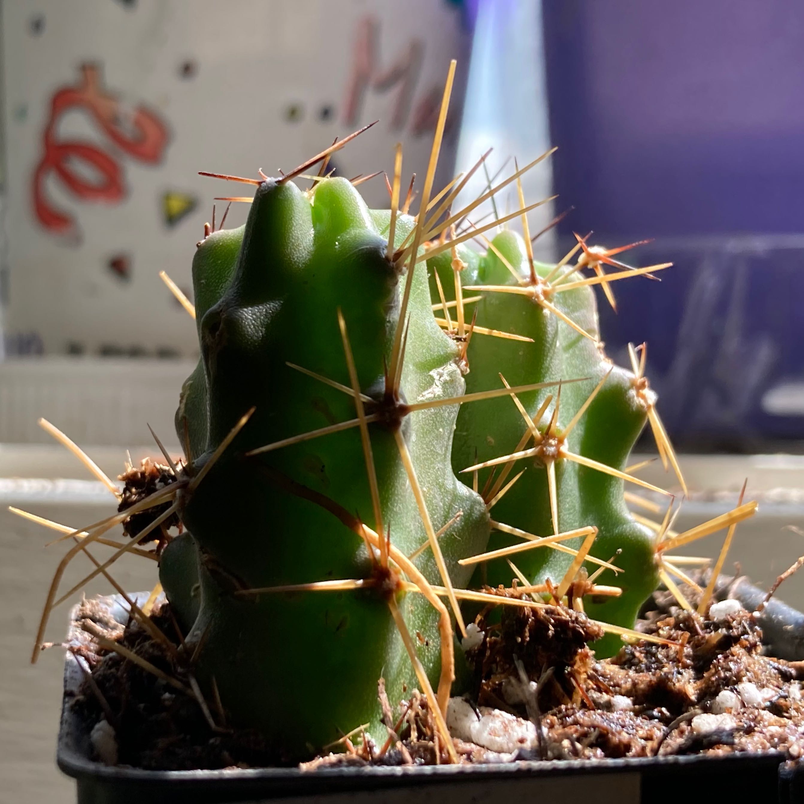 Lady-Finger Hedgehog Cactus in a pot with visible soil and prominent spines.