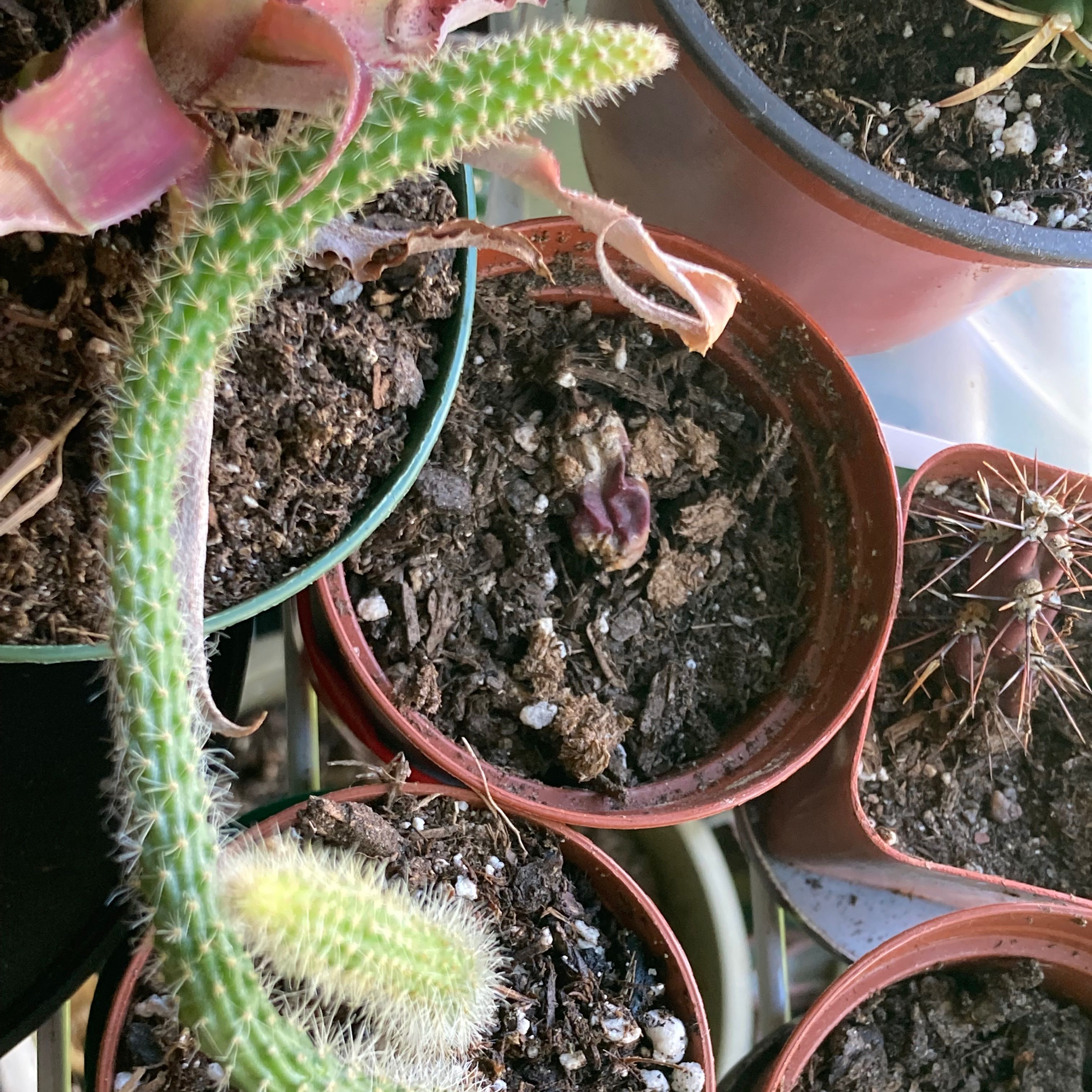 Rat Tail Cactus in a pot with visible soil and multiple plants.