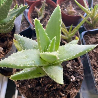 Short-Leaved Aloe plant in Somewhere on Earth