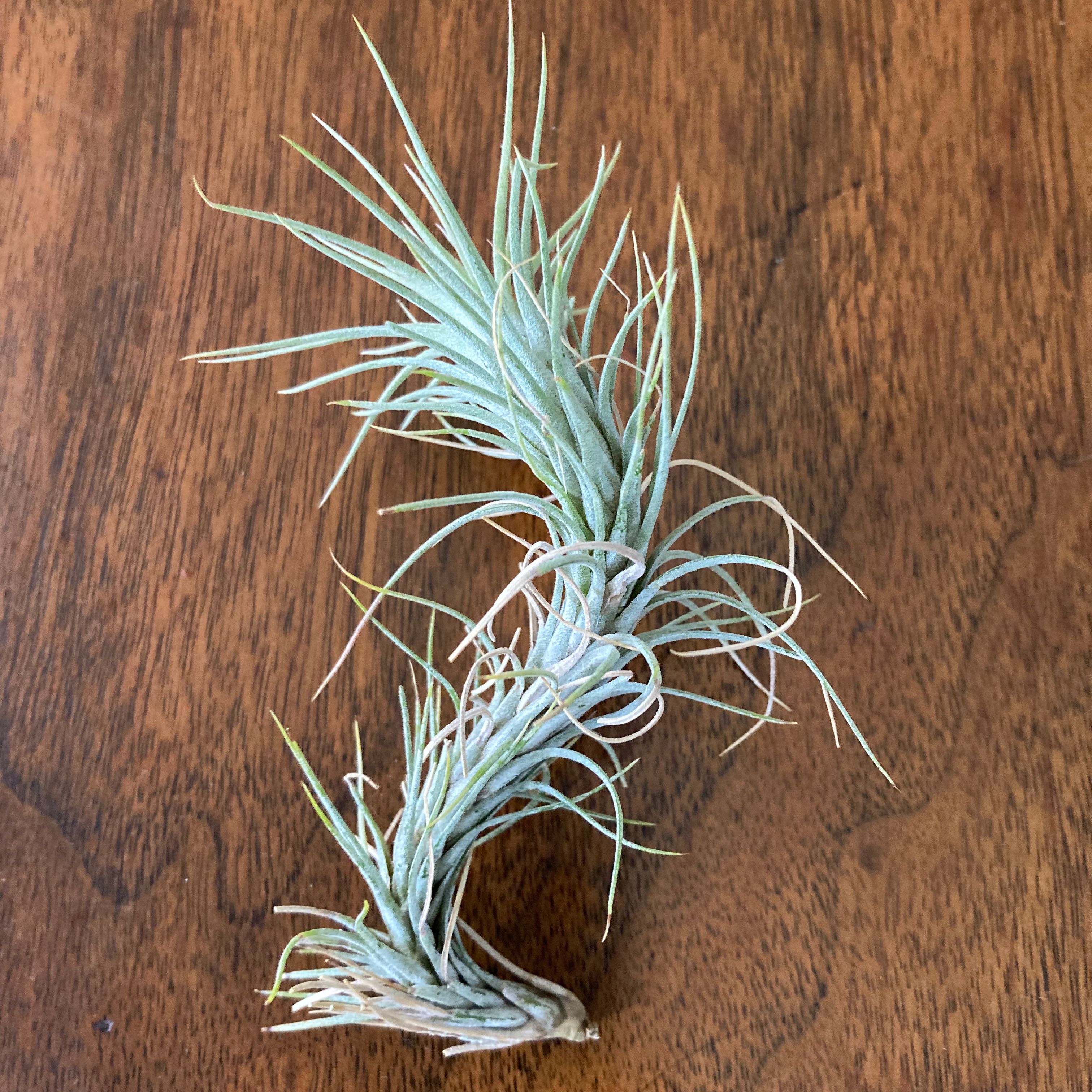 Photo of the plant species air plant by @SubAlp named (Tillandsia arau.) Blue Brazil on Greg, the plant care app