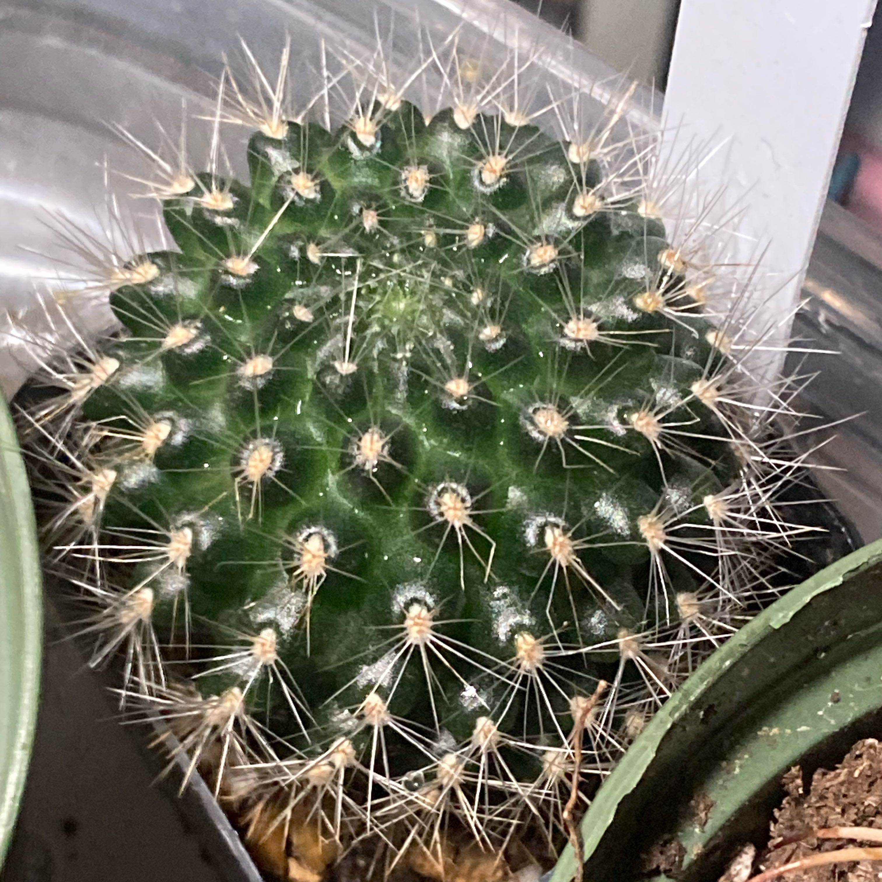 Photo of the plant species Rebutia perplexa by @SubAlp named Bigleef Smalls on Greg, the plant care app