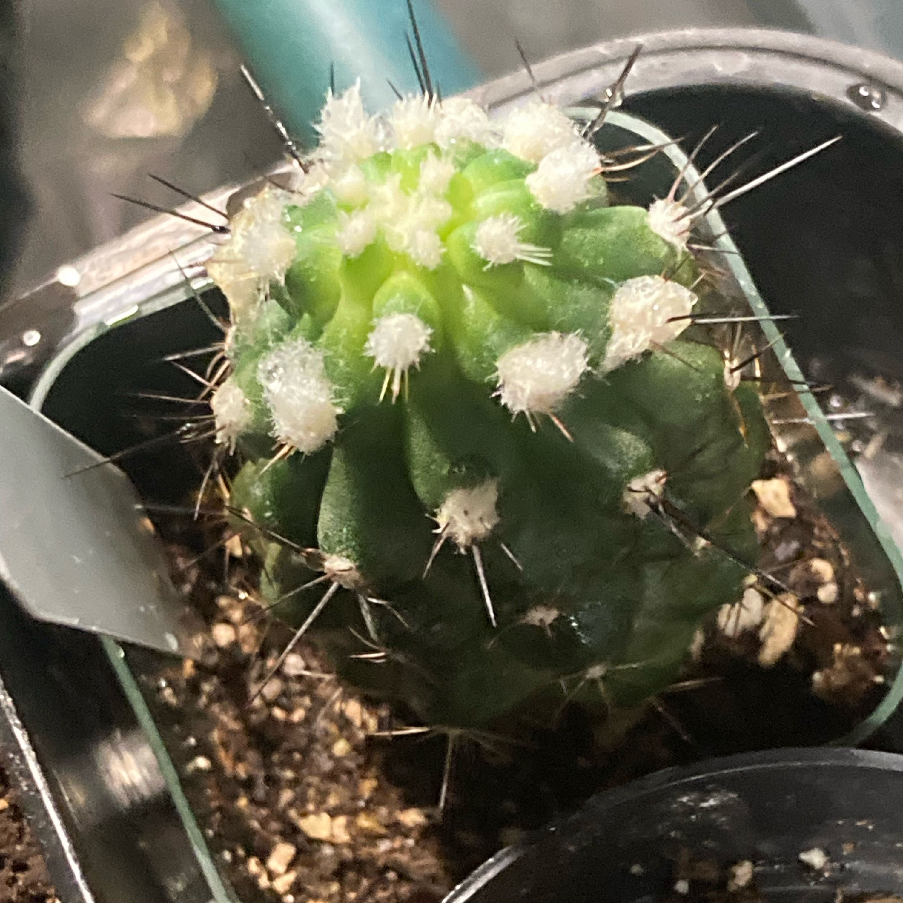 Photo of the plant species f. crestata politomica by @SubAlp named Abode on Greg, the plant care app