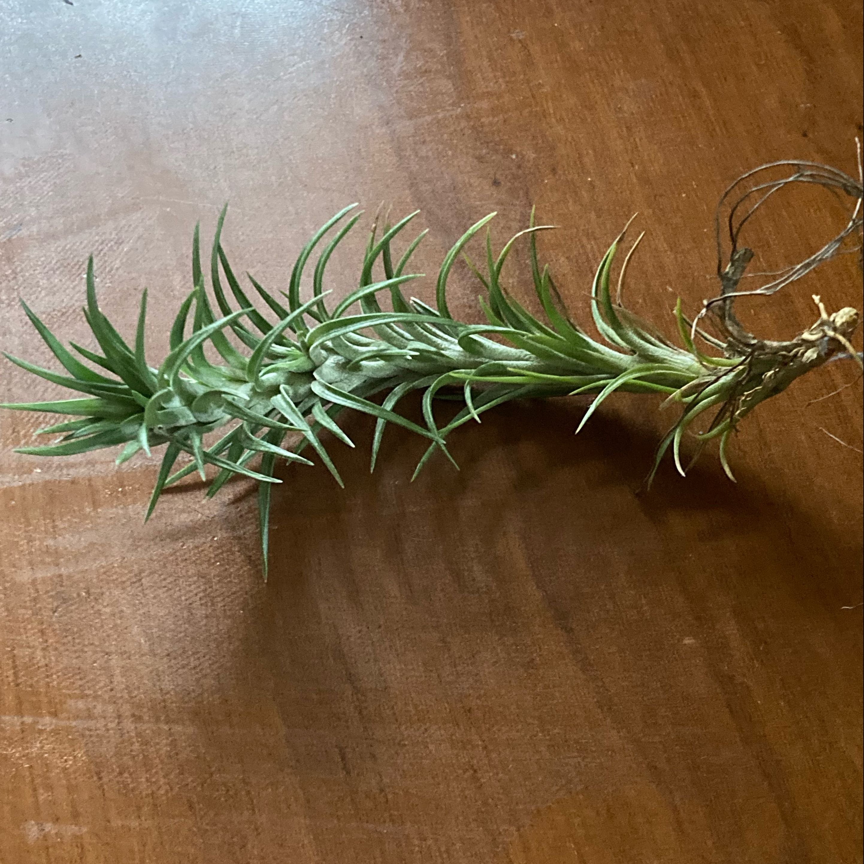 Photo of the plant species air plant by @SubAlp named Girlfrond on Greg, the plant care app