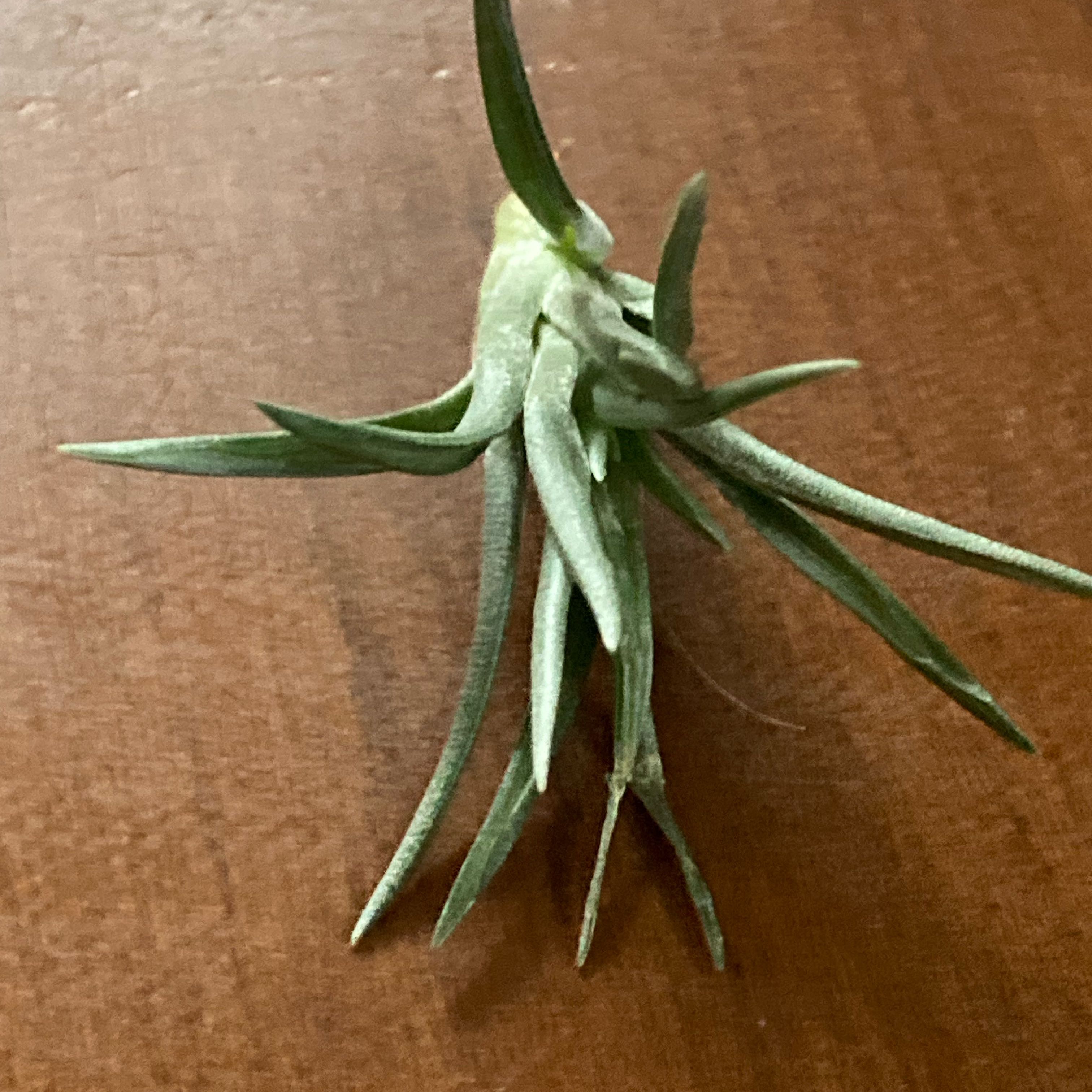 Photo of the plant species Neglecta by @SubAlp named Lando on Greg, the plant care app