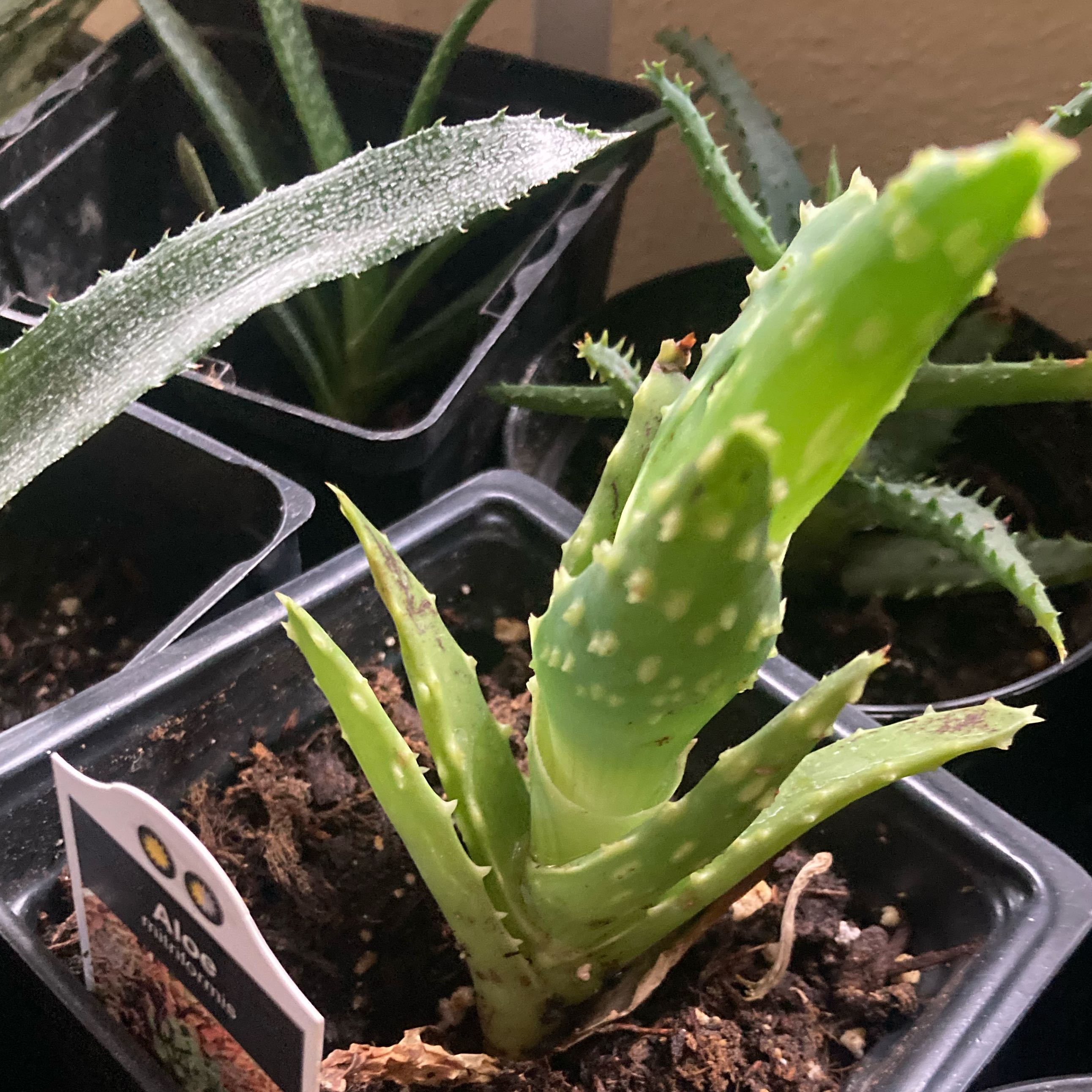 Photo of the plant species Aloe mitriformis by @SubAlp named Sankaku on Greg, the plant care app