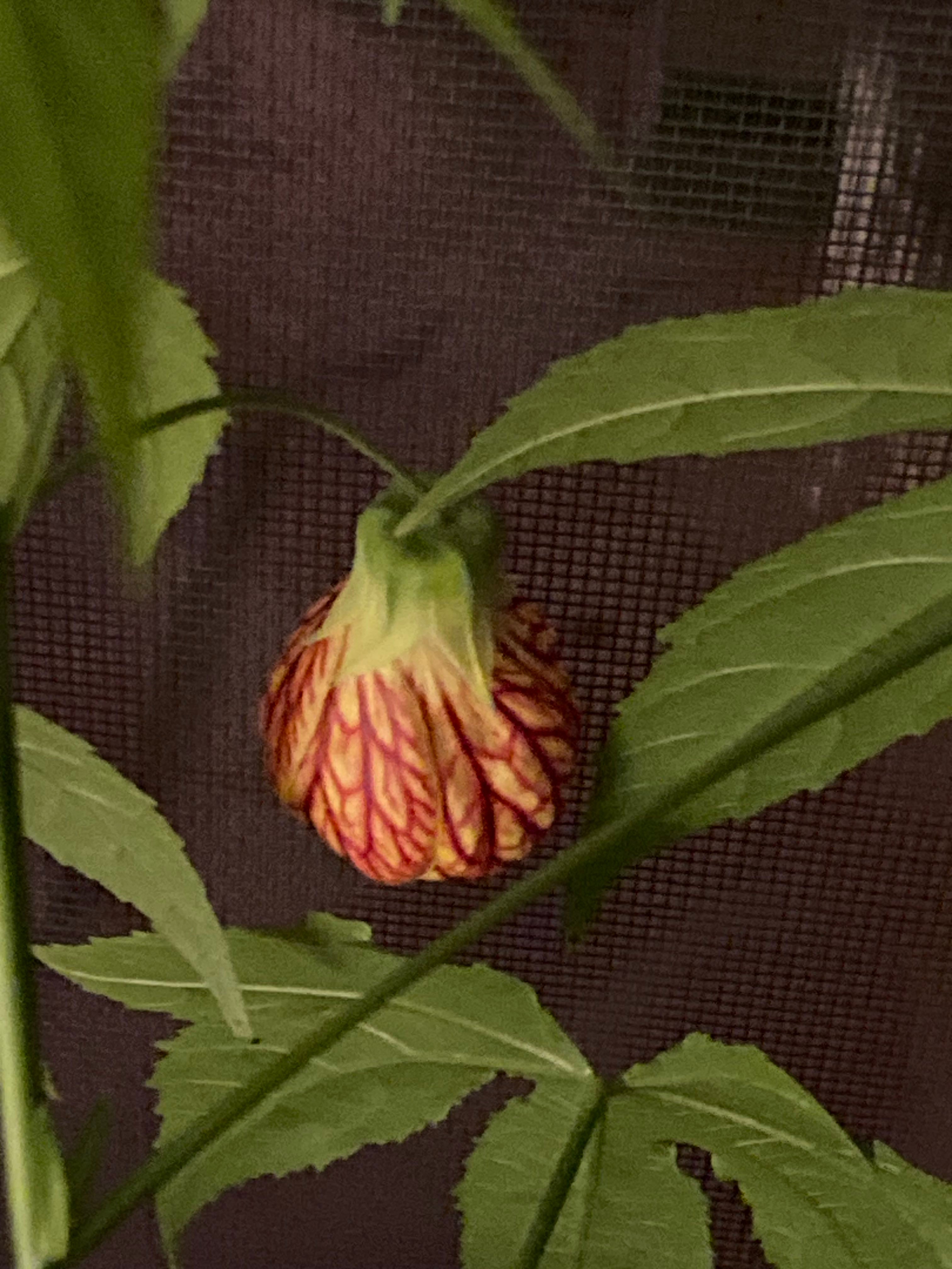 Golden Lantern Care 101 Water, Light & Growing Tips