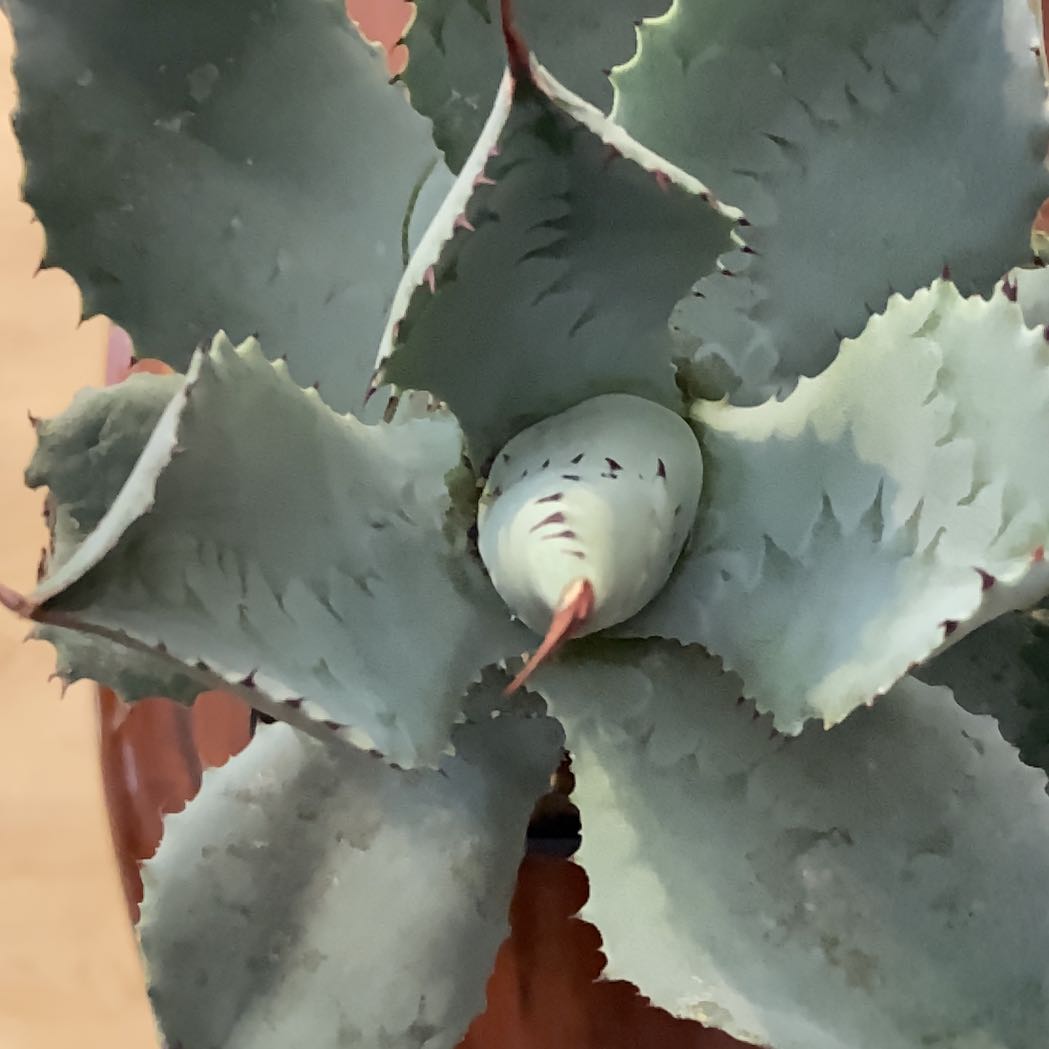 Close-up of a healthy Butterfly Agave plant with serrated leaves.
