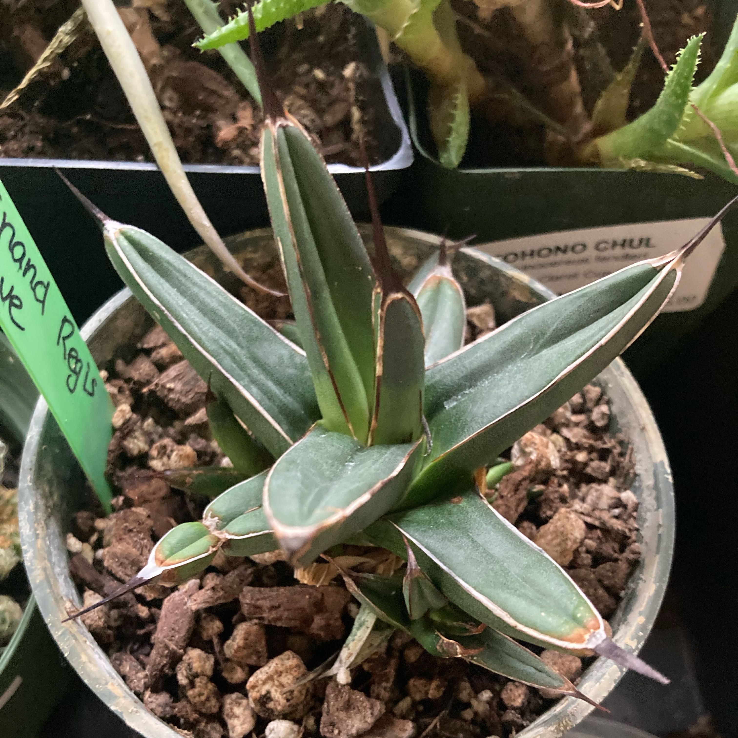 Photo of the plant species King of the Agaves by @SubAlp named Nando on Greg, the plant care app