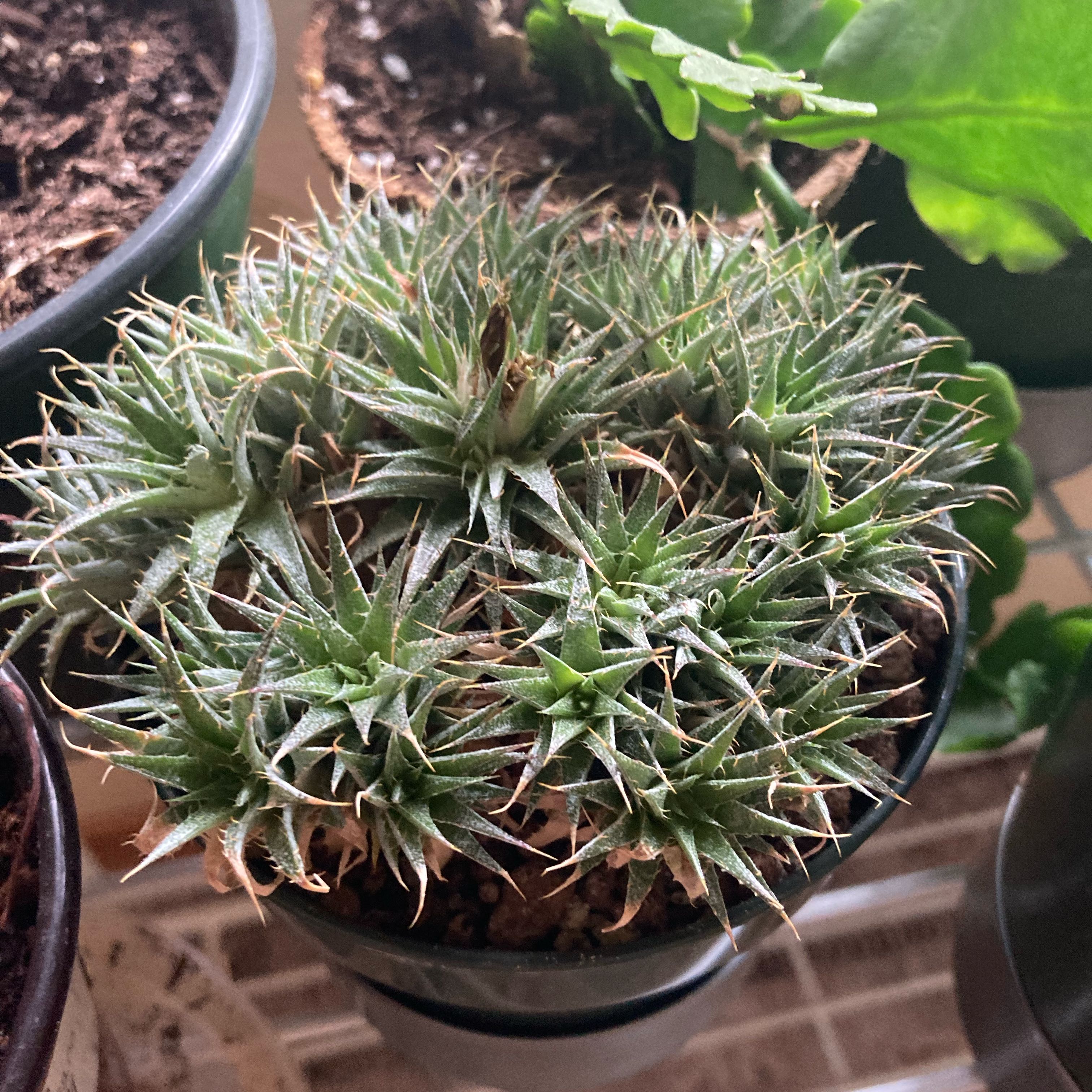 Photo of the plant species Deuterocohnia brevifolia by @SubAlp named Michelle Branch on Greg, the plant care app