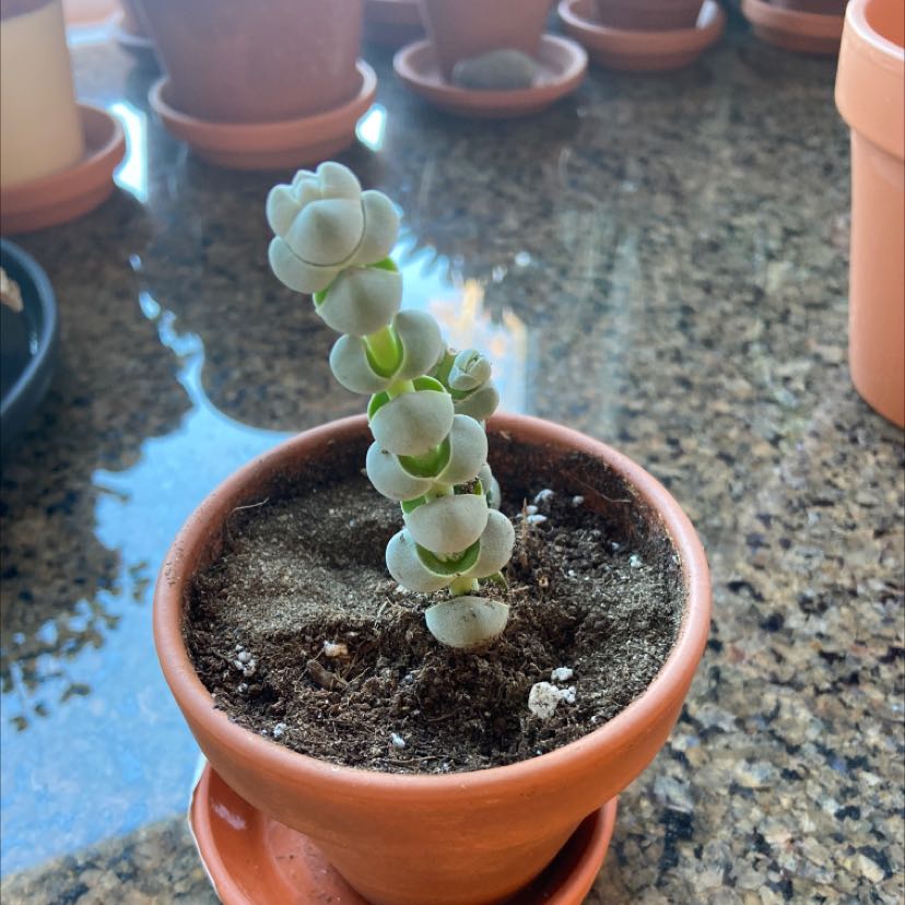 Photo of the plant species Moluccella Laevis by @FamedZzplant named Your plant on Greg, the plant care app