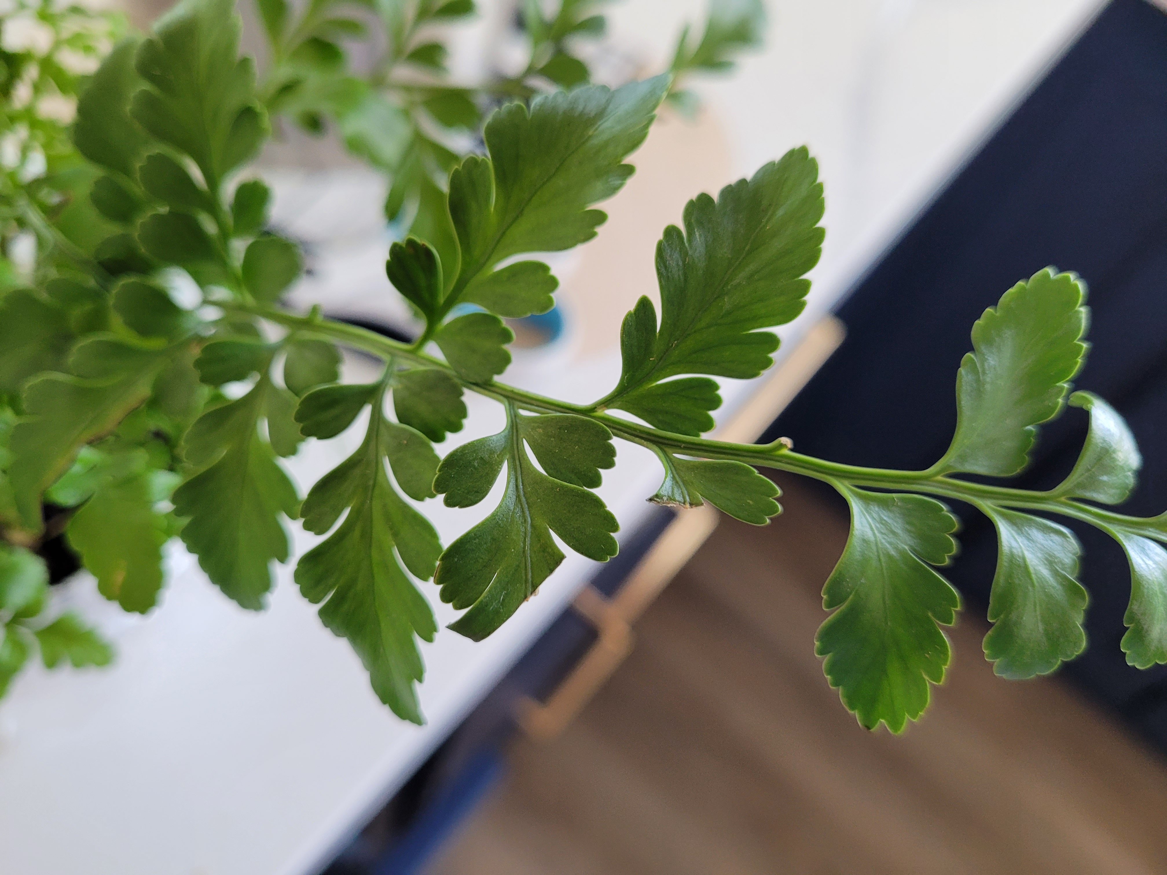 Austral Gem Fern Plant Care: Water, Light, Nutrients | Greg App 🌱