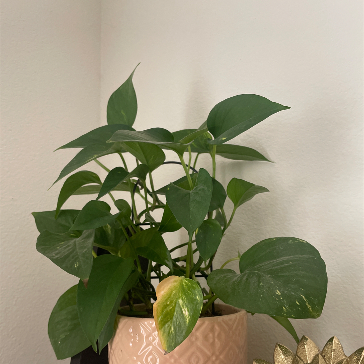 Taro Vine plant photo by @DistinctBacopa named Peggy on Greg, the plant care app.