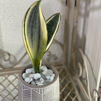 Whale Fin Snake Plant plant in Peoria, Illinois