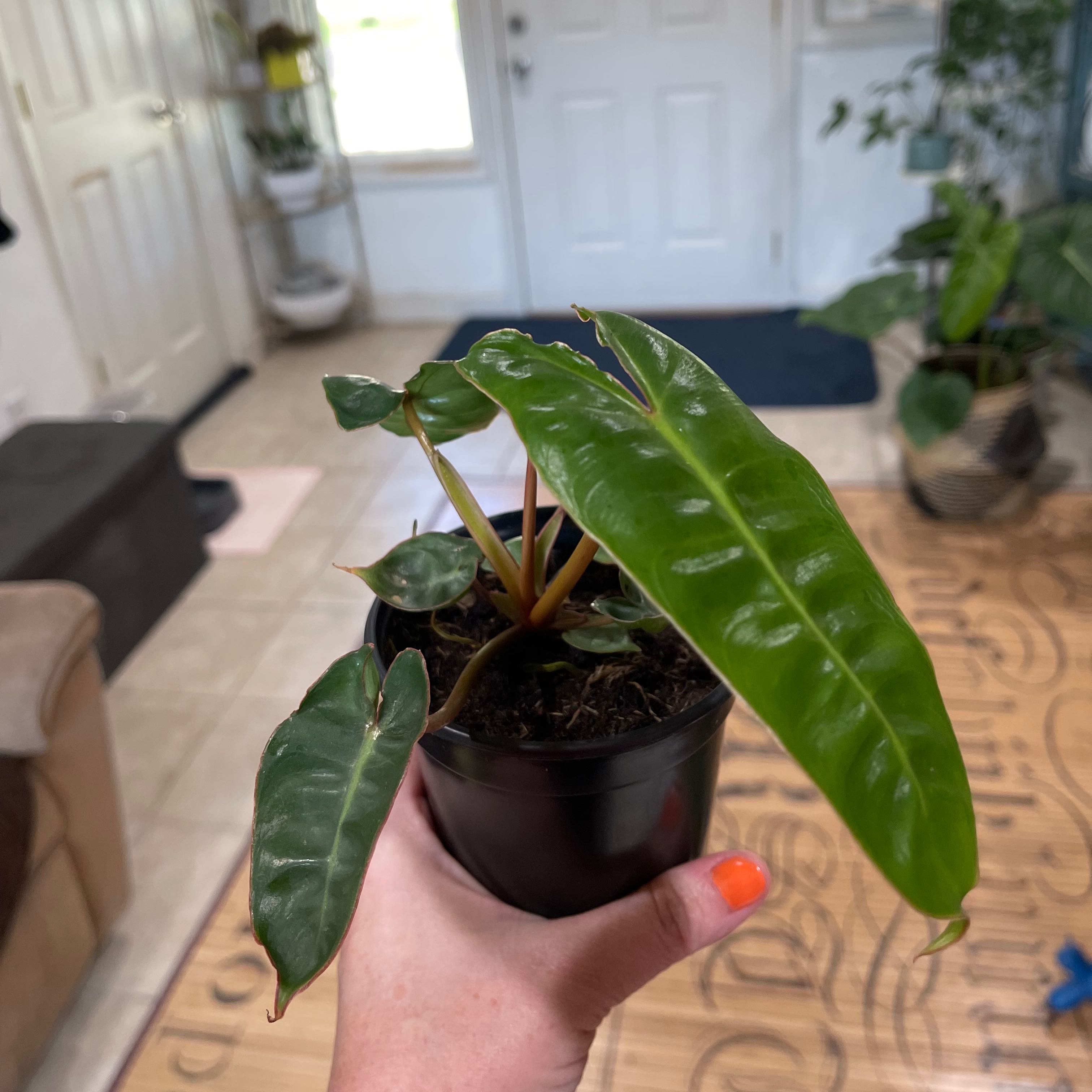 Philodendron billietiae plant in a small pot, held by a hand, with vibrant green leaves.
