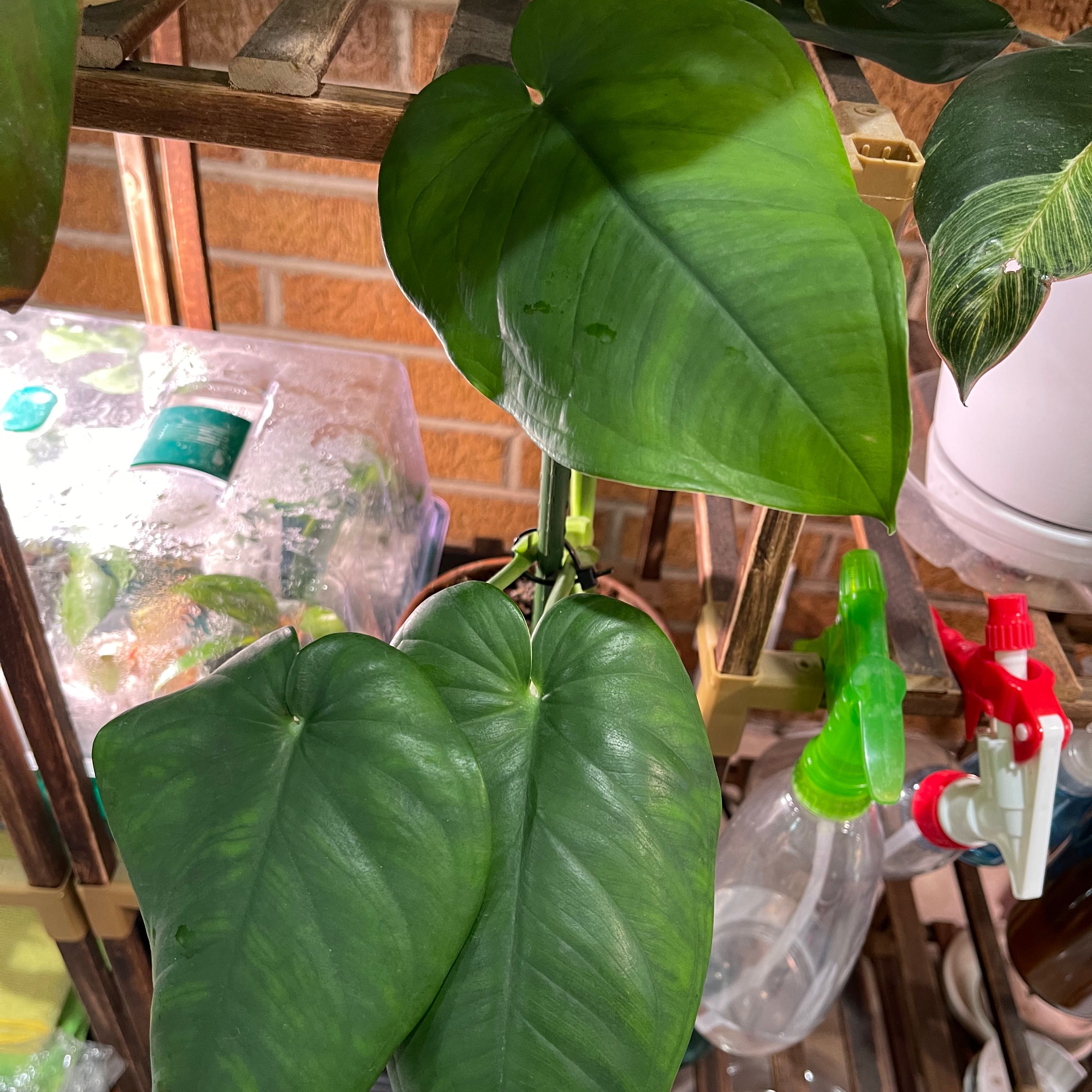 Syngonium chiapense plant with large, healthy green leaves, well-framed and centered.
