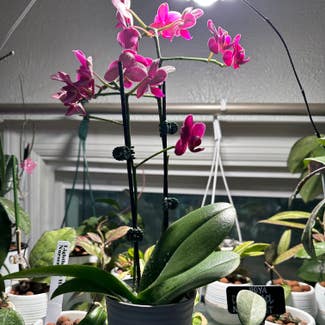 Phalaenopsis Orchid plant in Peoria, Illinois