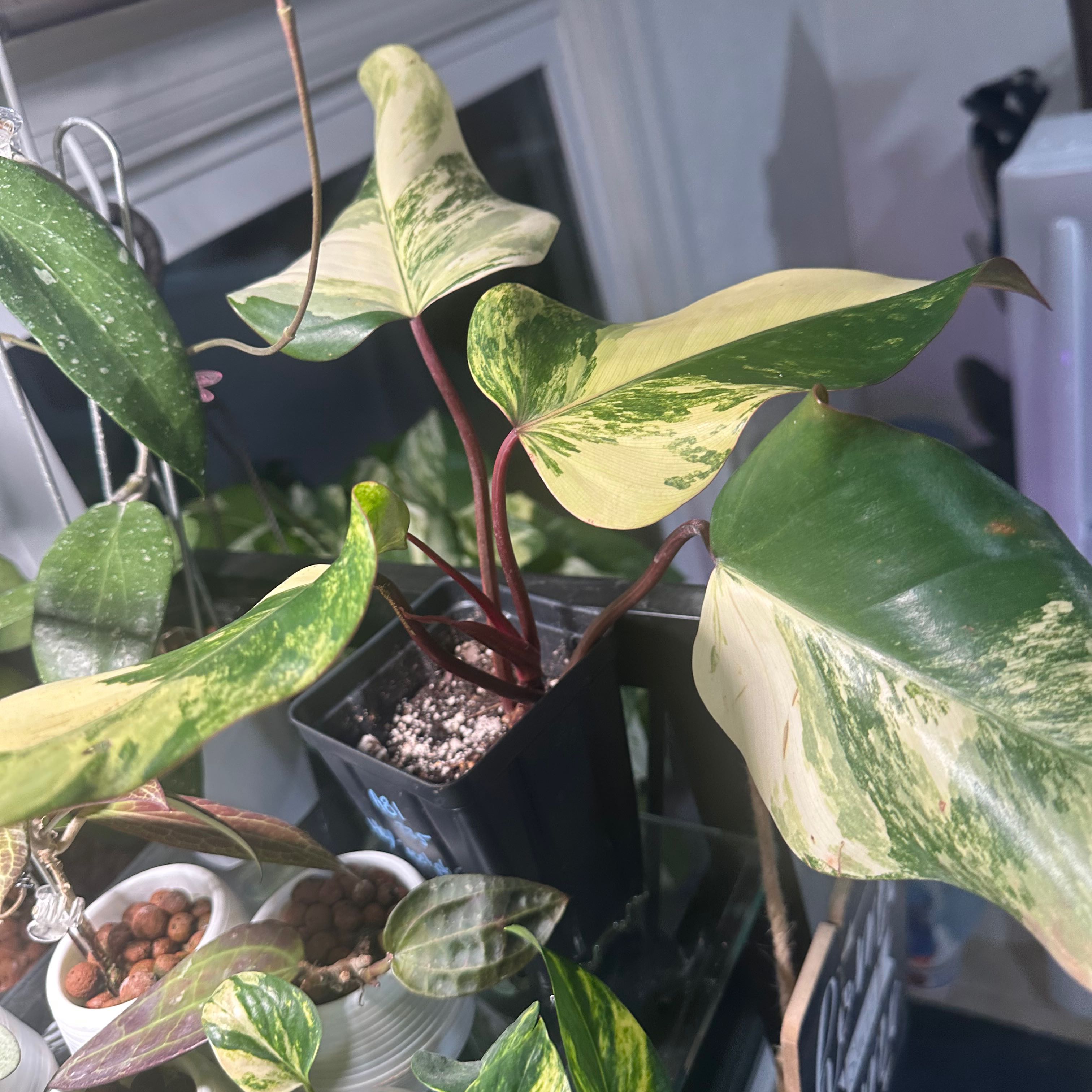 Variegated Strawberry Shake Philodendron in a small pot with visible soil.