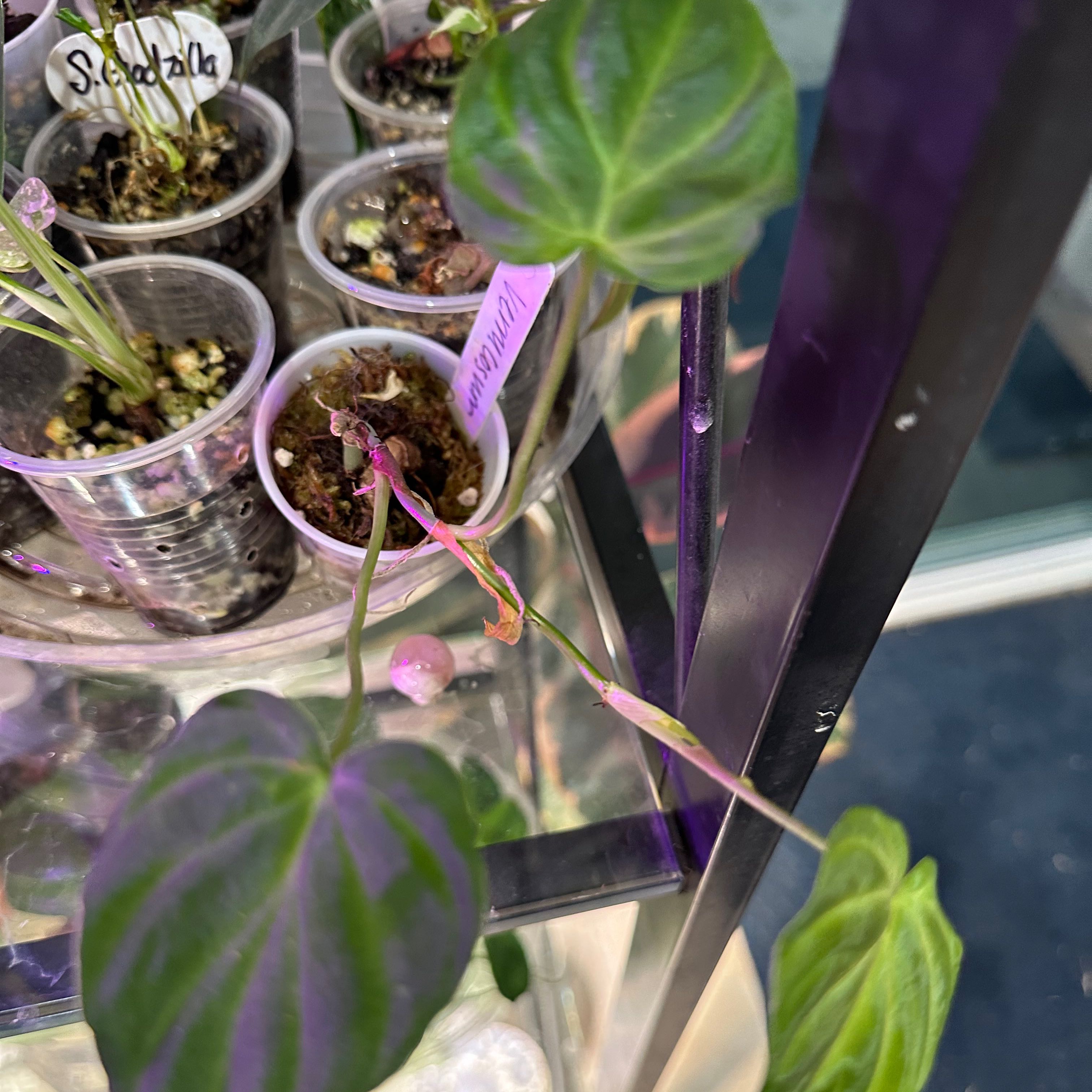 Photo of the plant species Philodendron verrucosum 'J.C.L.' by @SherrylComella named Emerson on Greg, the plant care app
