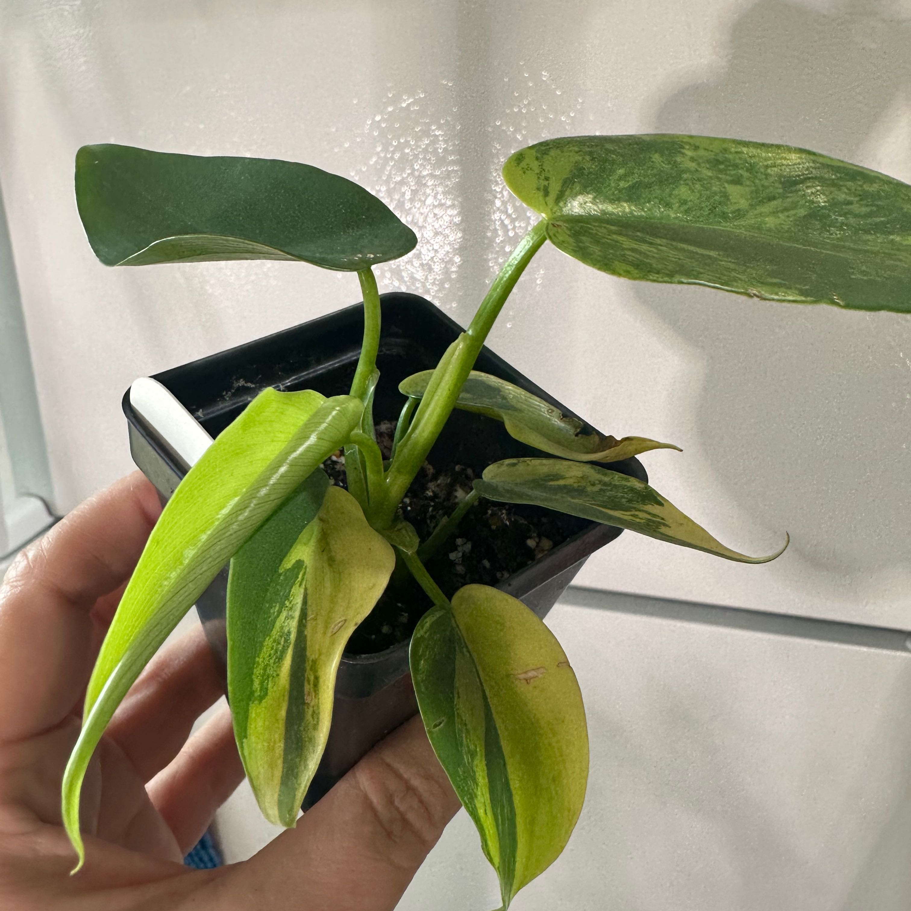 Variegated Philodendron in a black pot with some yellowing and browning leaves.