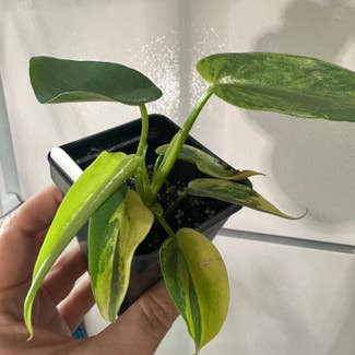 Variegated Philodendron plant in Peoria, Illinois