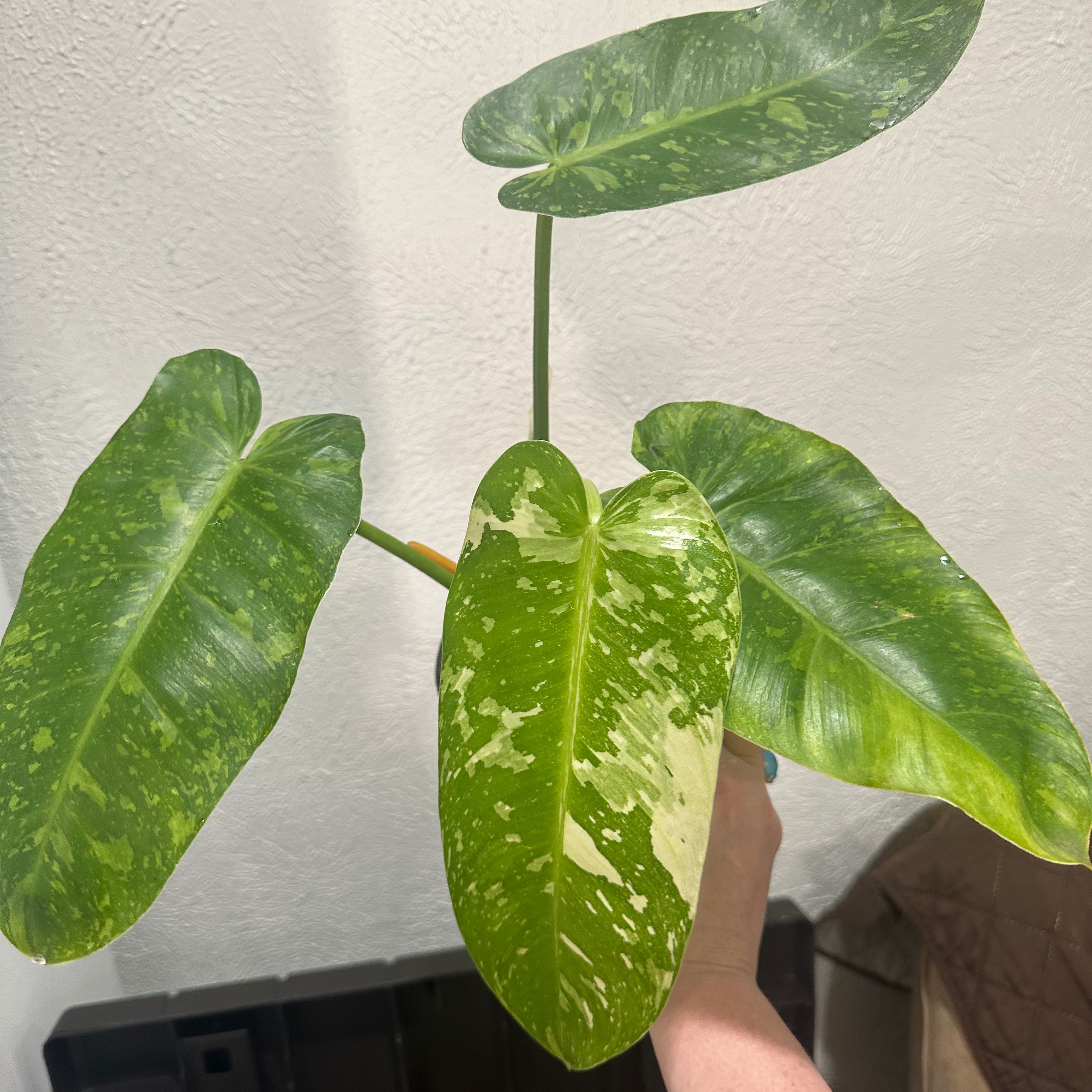 Philodendron 'Jose Buono' with variegated leaves, held by a hand.