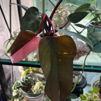 Pink Princess Philodendron plant in Peoria, Illinois