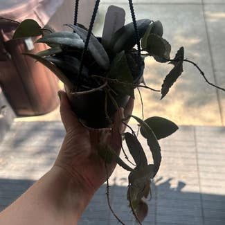 Hoya caudata Sumatra plant in Peoria, Illinois