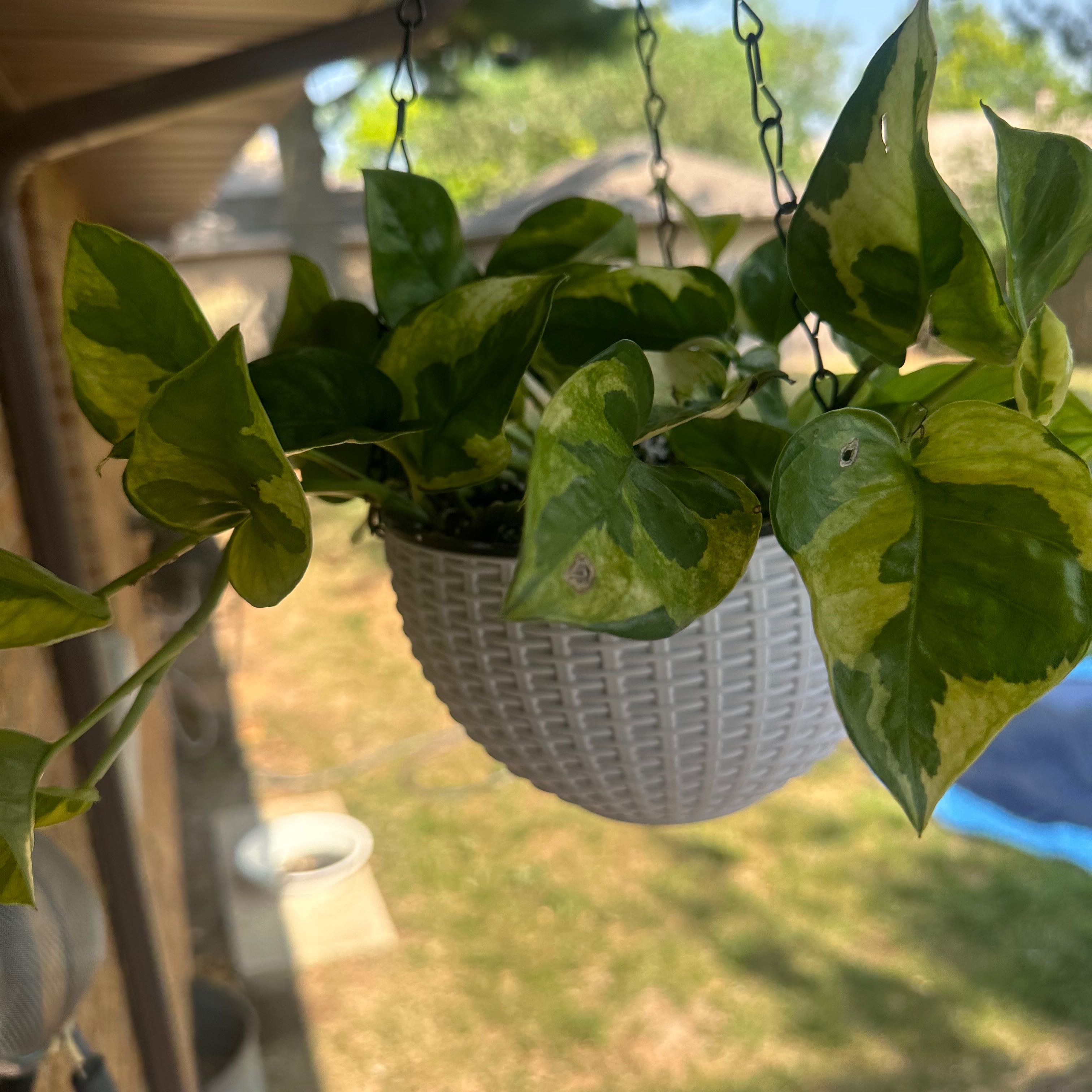 Hanging Lemon Meringue Pothos plant with variegated green and yellow leaves.