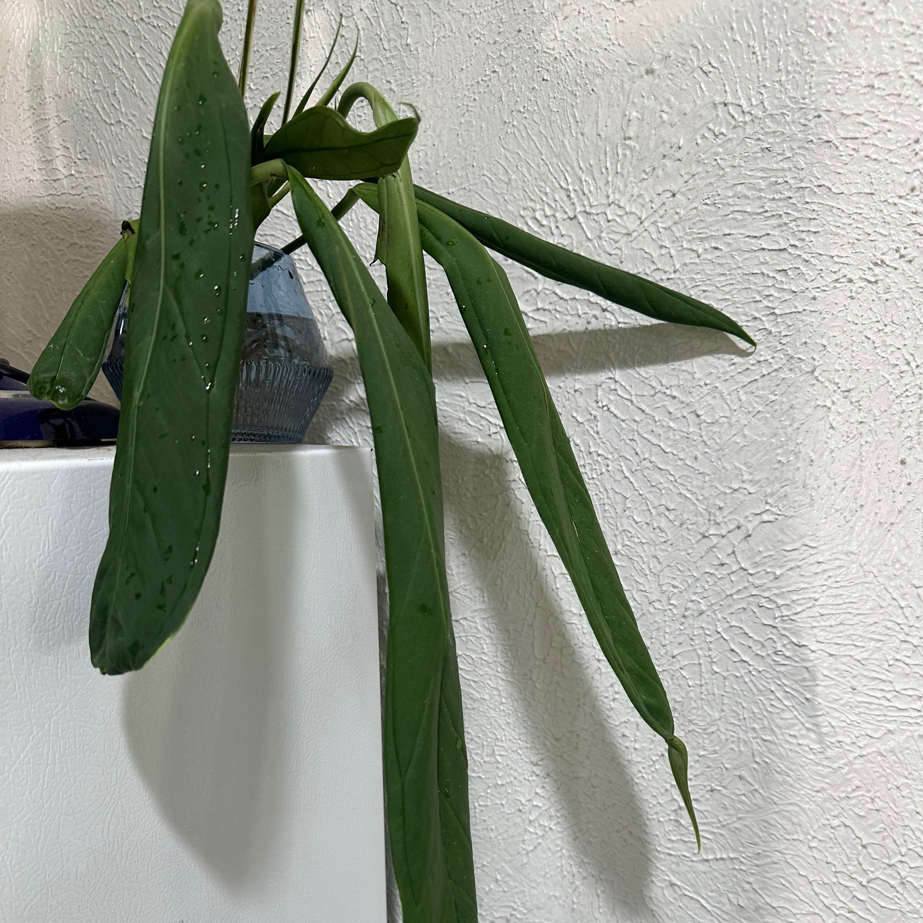 Anthurium vittariifolium plant with long, narrow green leaves in a pot on a white surface.
