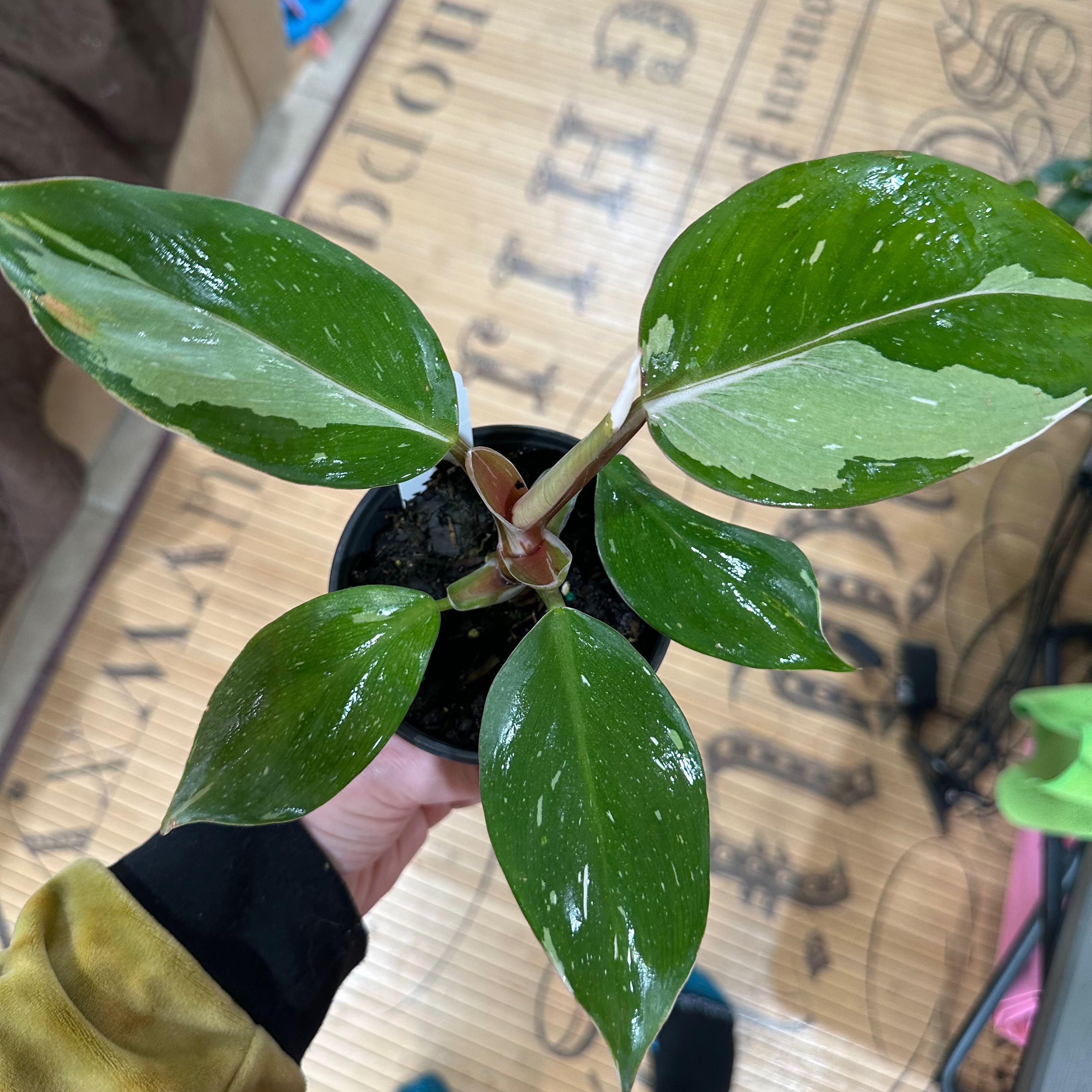 White Knight Philodendron plant with variegated leaves, held by a hand.