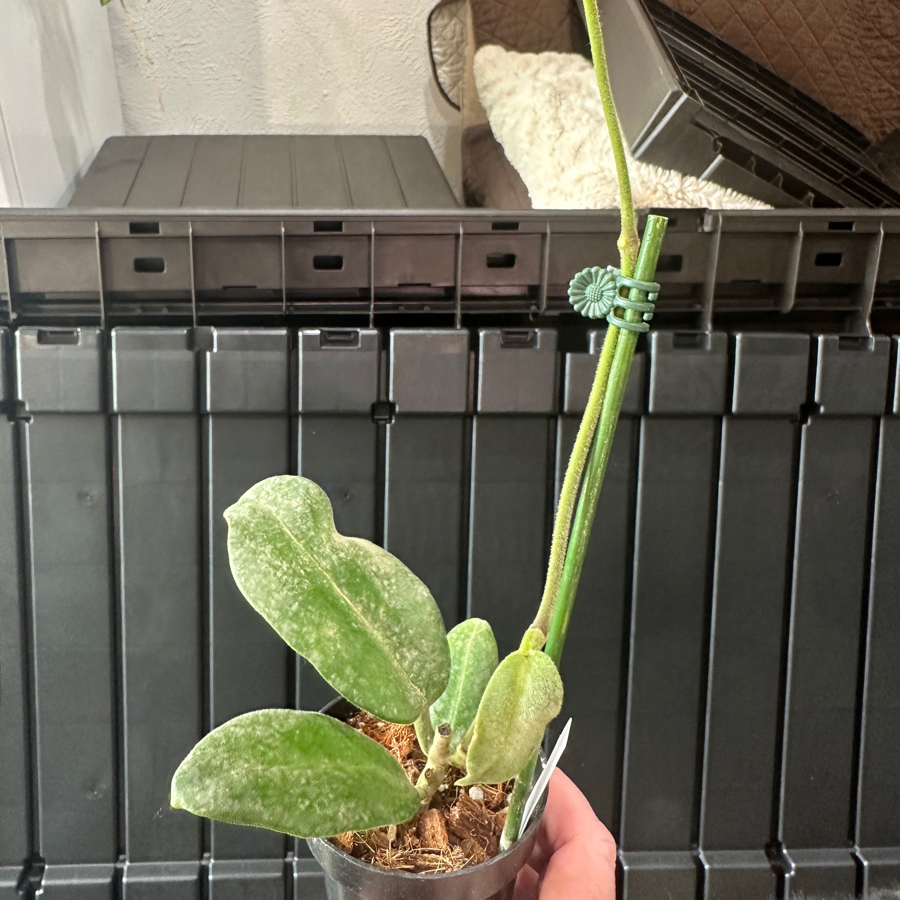 Photo of the plant species Stardust Hoya Carnosa by @SherrylComella named Hoya Calcynia on Greg, the plant care app