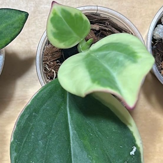 Photo of the plant species Fragrant Grape Hoya by @SherrylComella named subquintuplinervis on Greg, the plant care app