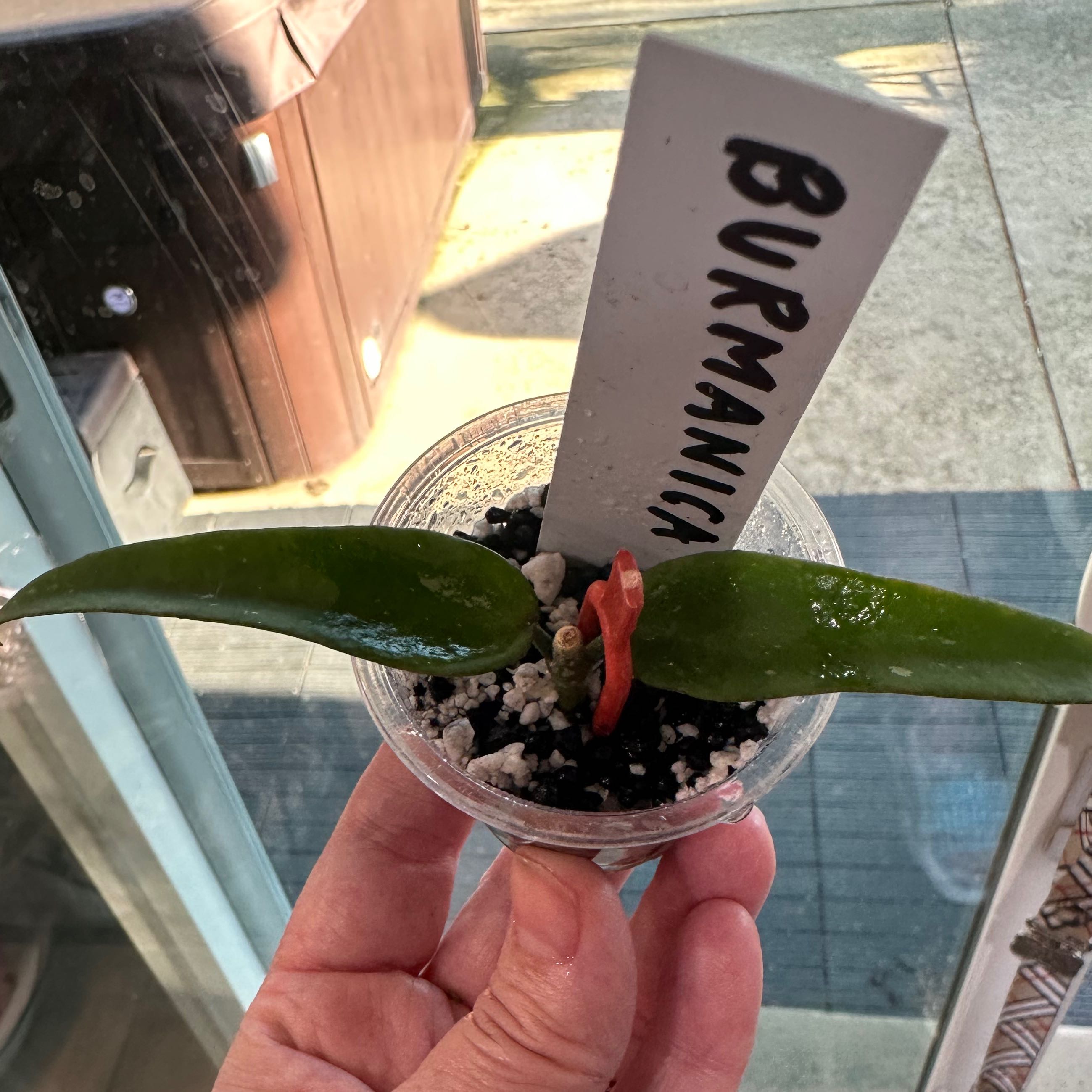 Photo of the plant species Hoya Burma by @SherrylComella named Burmanica on Greg, the plant care app