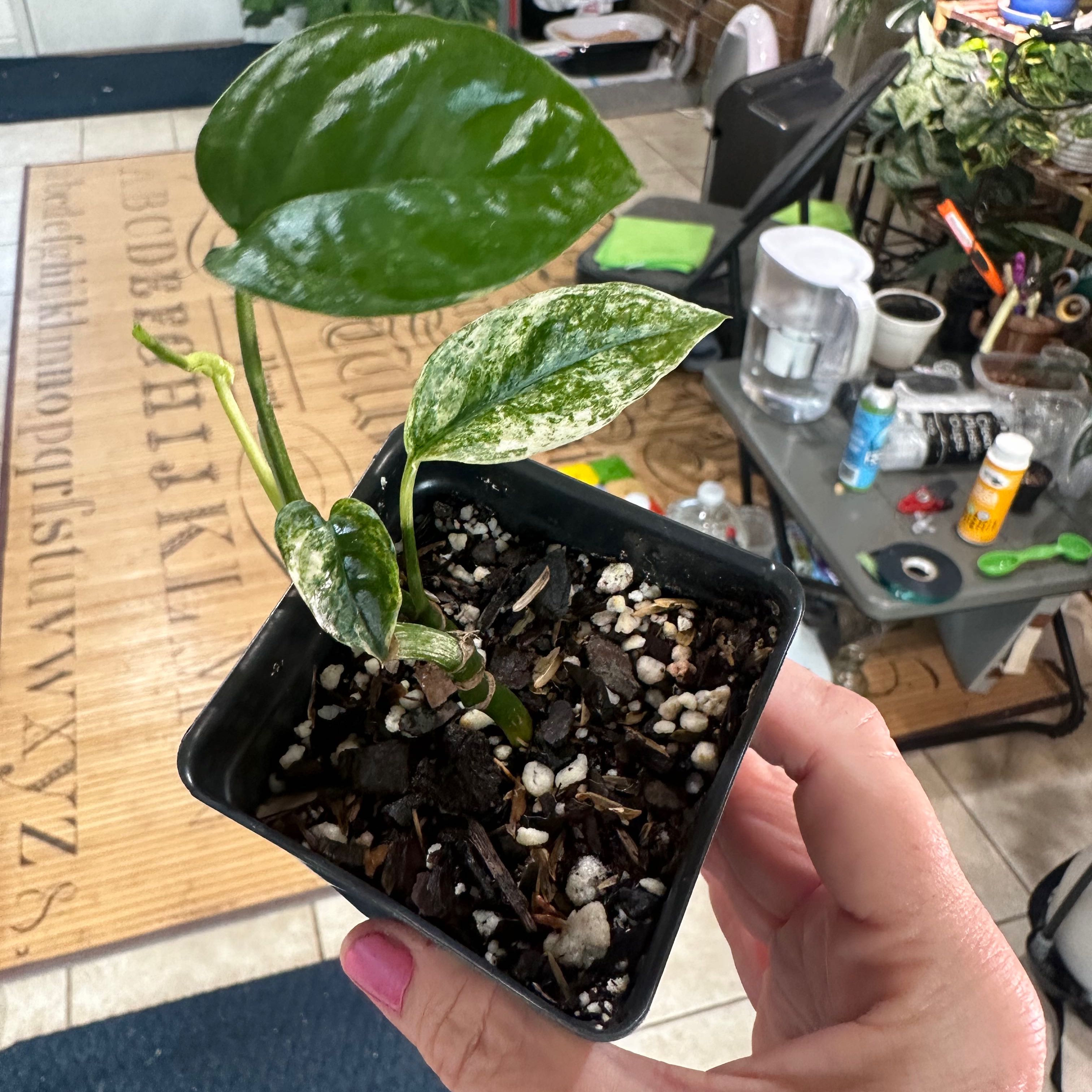 Photo of the plant species Epipremnum pinnatum 'Chartreuse' by @SherrylComella named Ghost/Bali on Greg, the plant care app