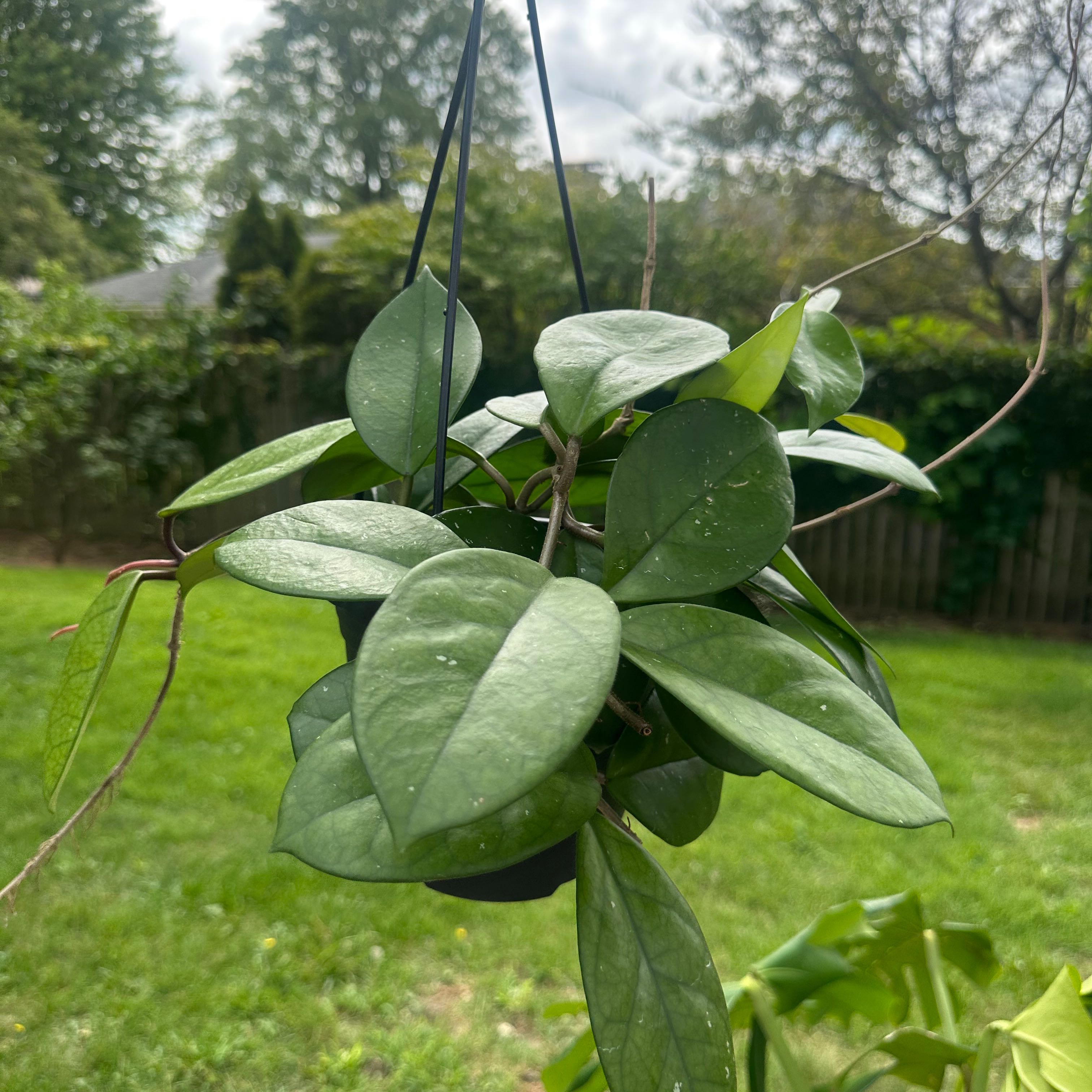 Healthy Porcelain Flower plant with vibrant green leaves hanging outdoors.