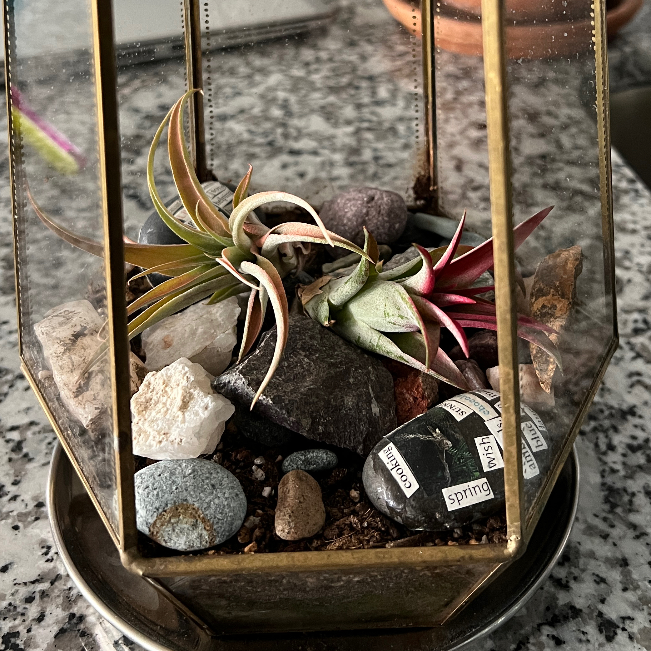 Tillandsia ionantha 'Guatemala' plant in a terrarium with rocks, appears healthy.