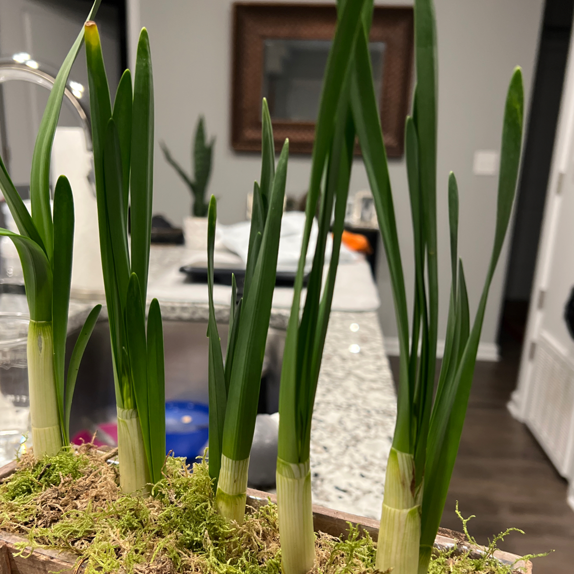 Paper White Narcissus plants with long green leaves in an indoor setting.