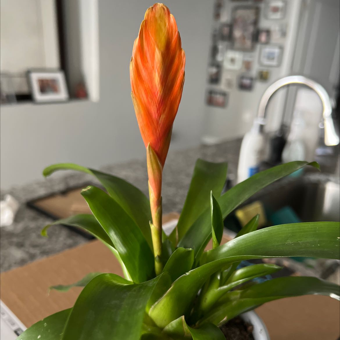 Flaming Sword plant with a red-orange inflorescence and healthy green leaves.