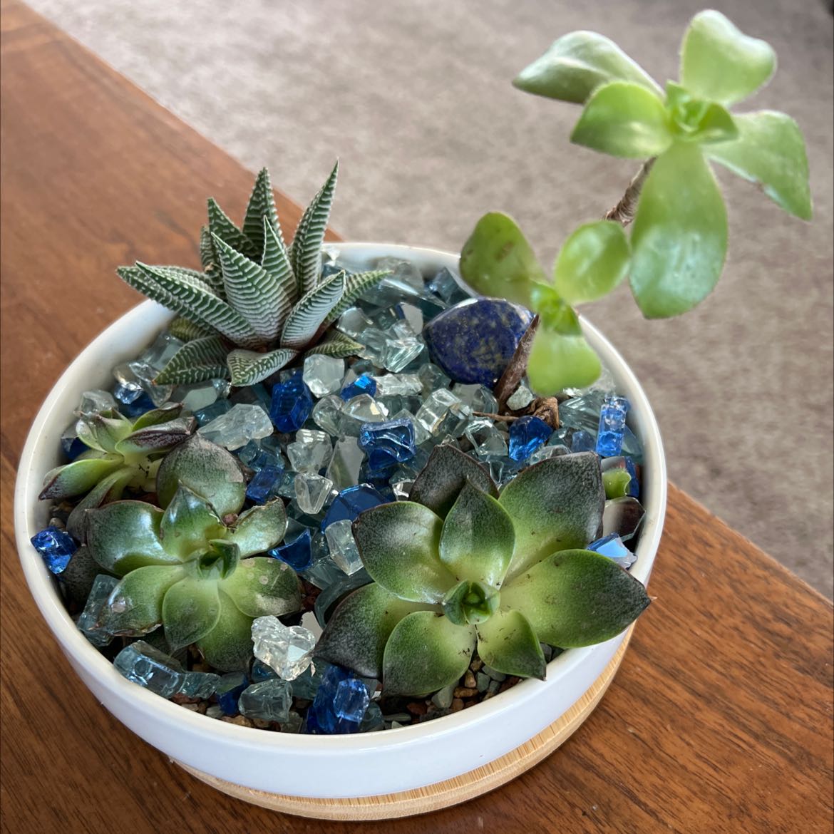 Potted arrangement of succulents including Echeveria 'Dark Moon' with decorative stones.