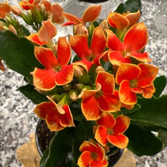 Florist Kalanchoe plant in Somewhere on Earth