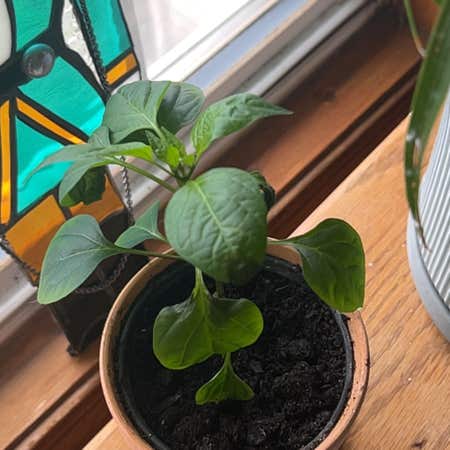Photo of the plant species Cayenne Pepper by @FunRamarama named Hemingway on Greg, the plant care app