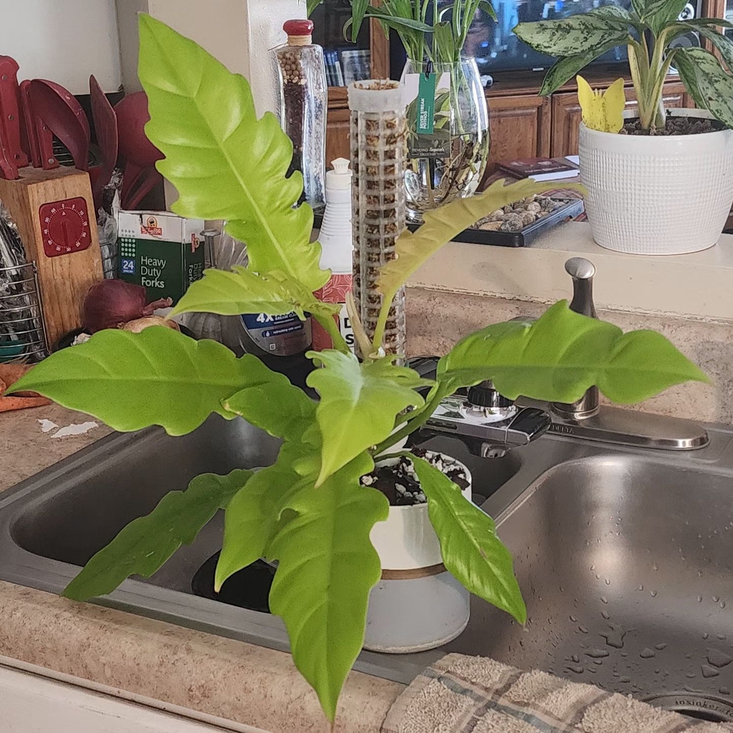 Golden Crocodile plant with vibrant green leaves on a kitchen counter near a sink.