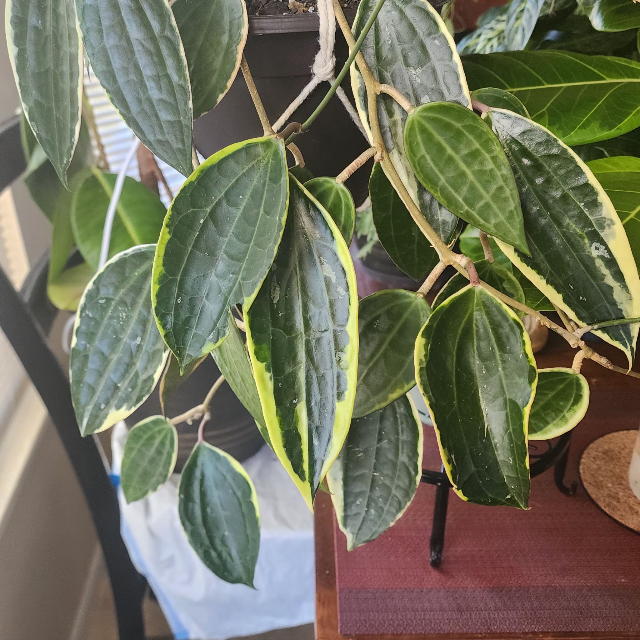 Hoya macrophylla 'Albomarginata' plant with variegated leaves, healthy and well-framed.