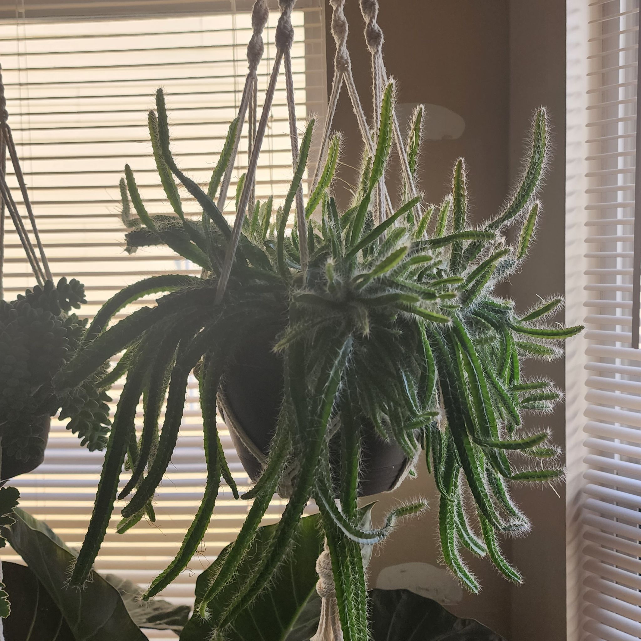 Dog Tail Cactus in a hanging pot with vibrant green stems.