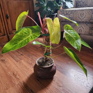 Philodendron 'Painted Lady' plant in O'Fallon, Illinois