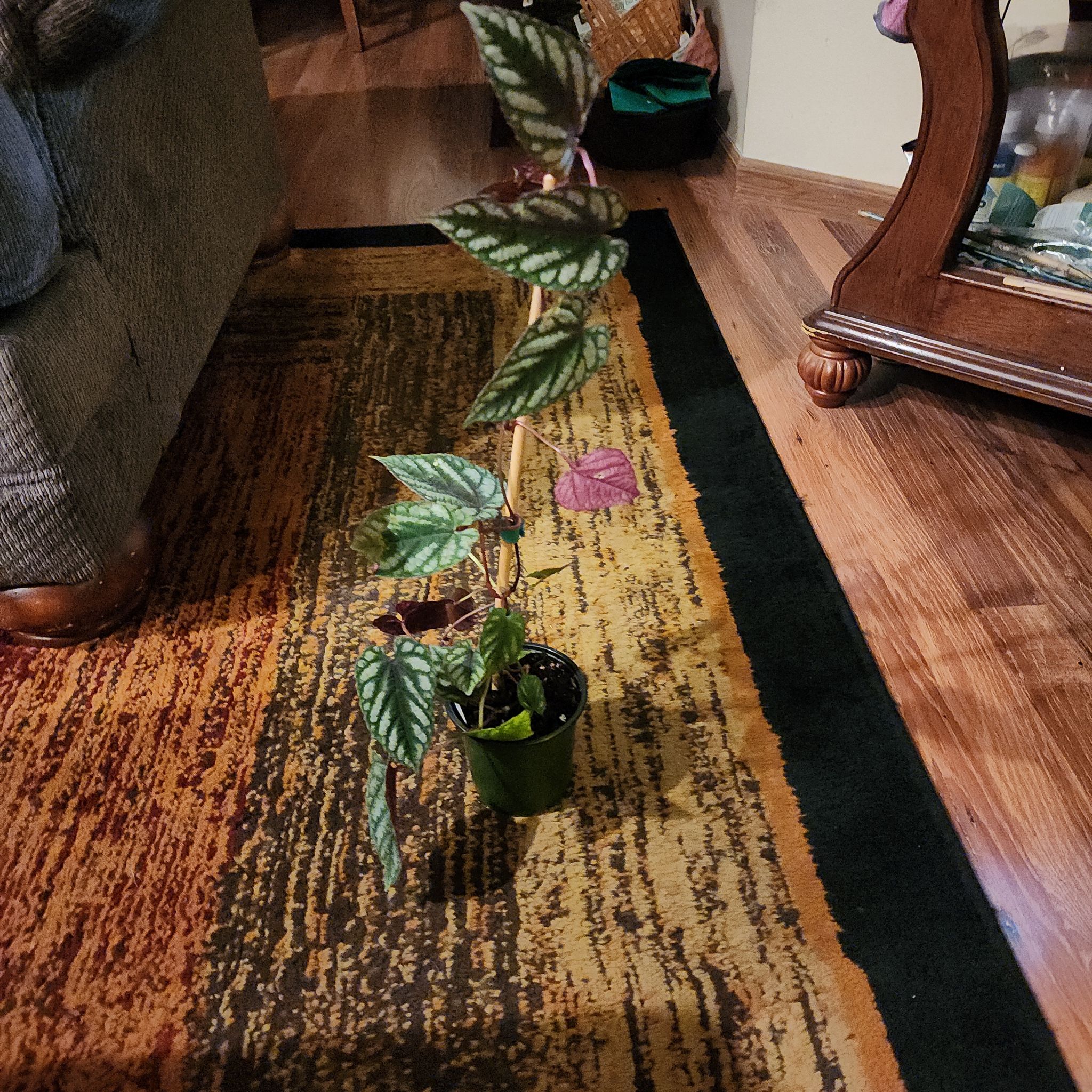 Rex Begonia Vine plant in a small pot on a patterned rug with distinctively patterned leaves.