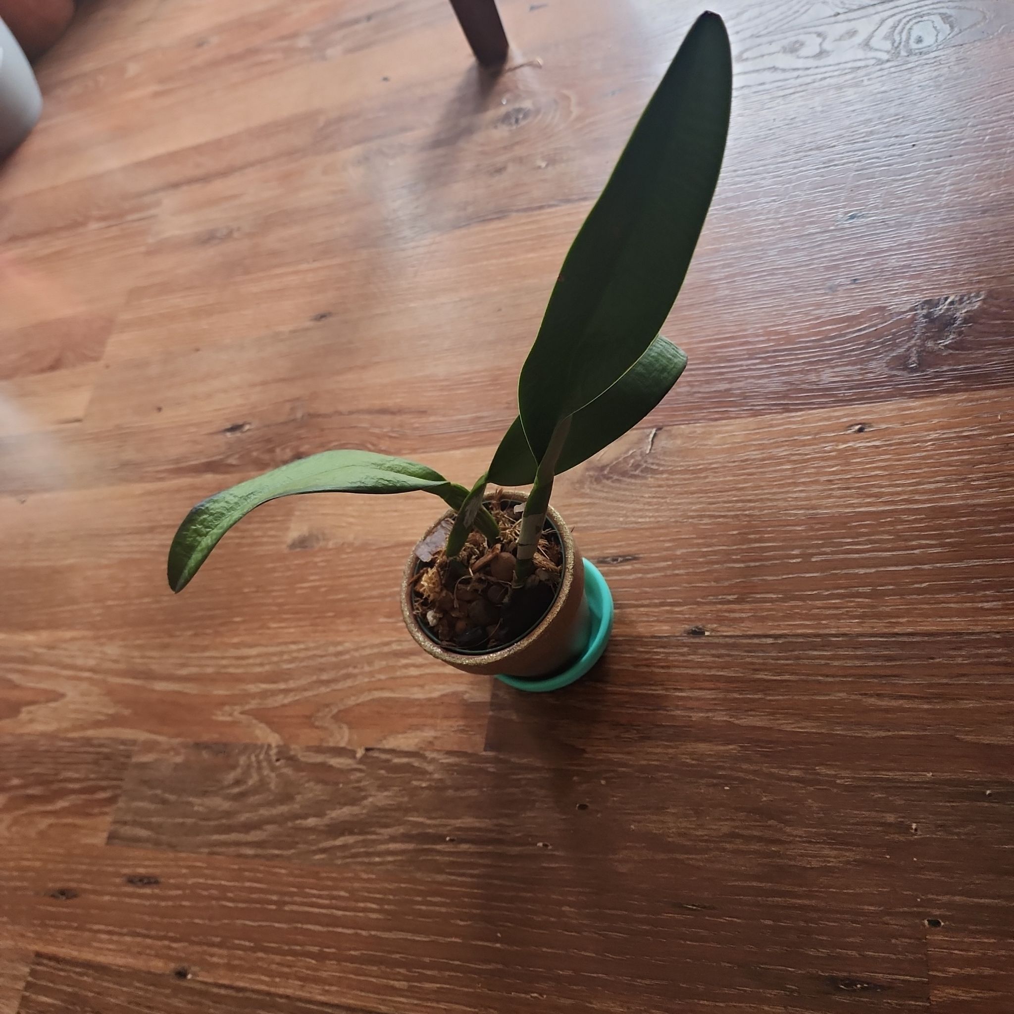 A small potted Cattleya Orchid with two large green leaves on a wooden floor.